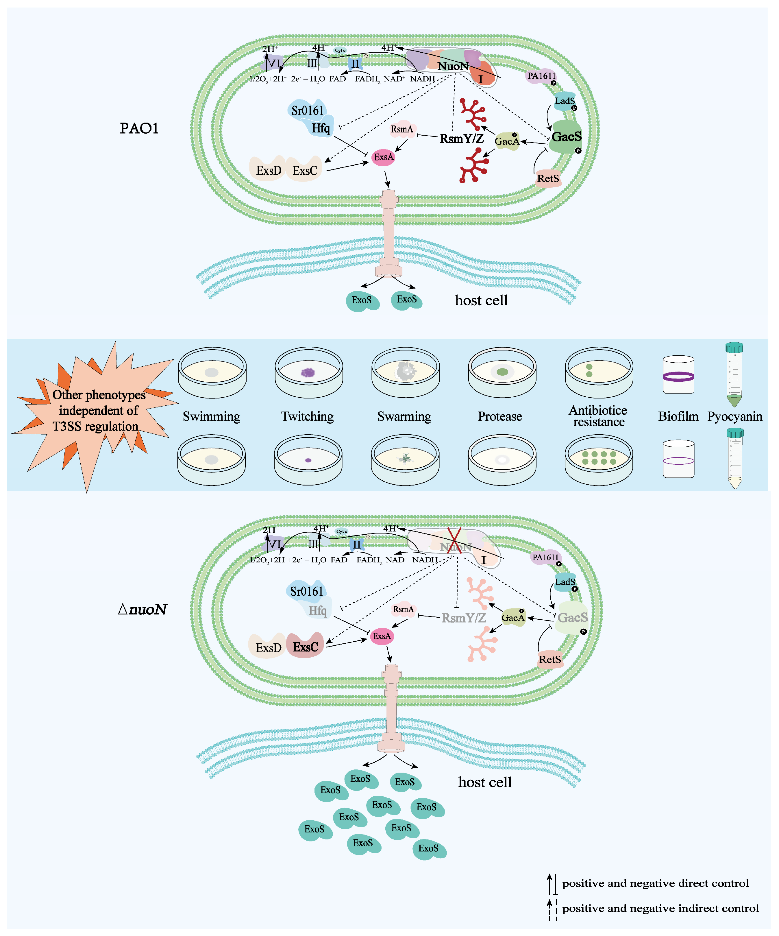 Microorganisms 13 00392 g010