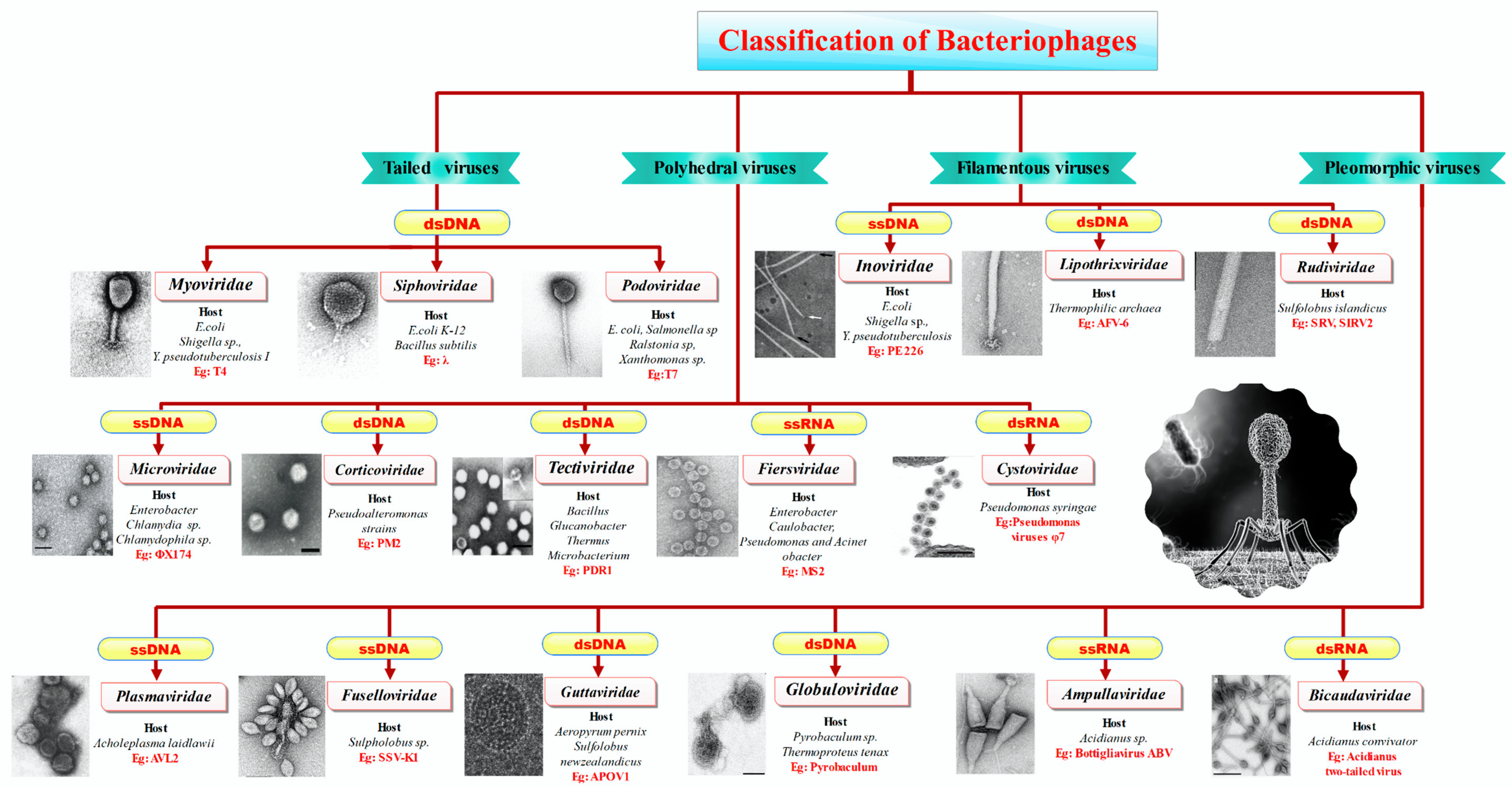 Microorganisms 13 00401 g002
