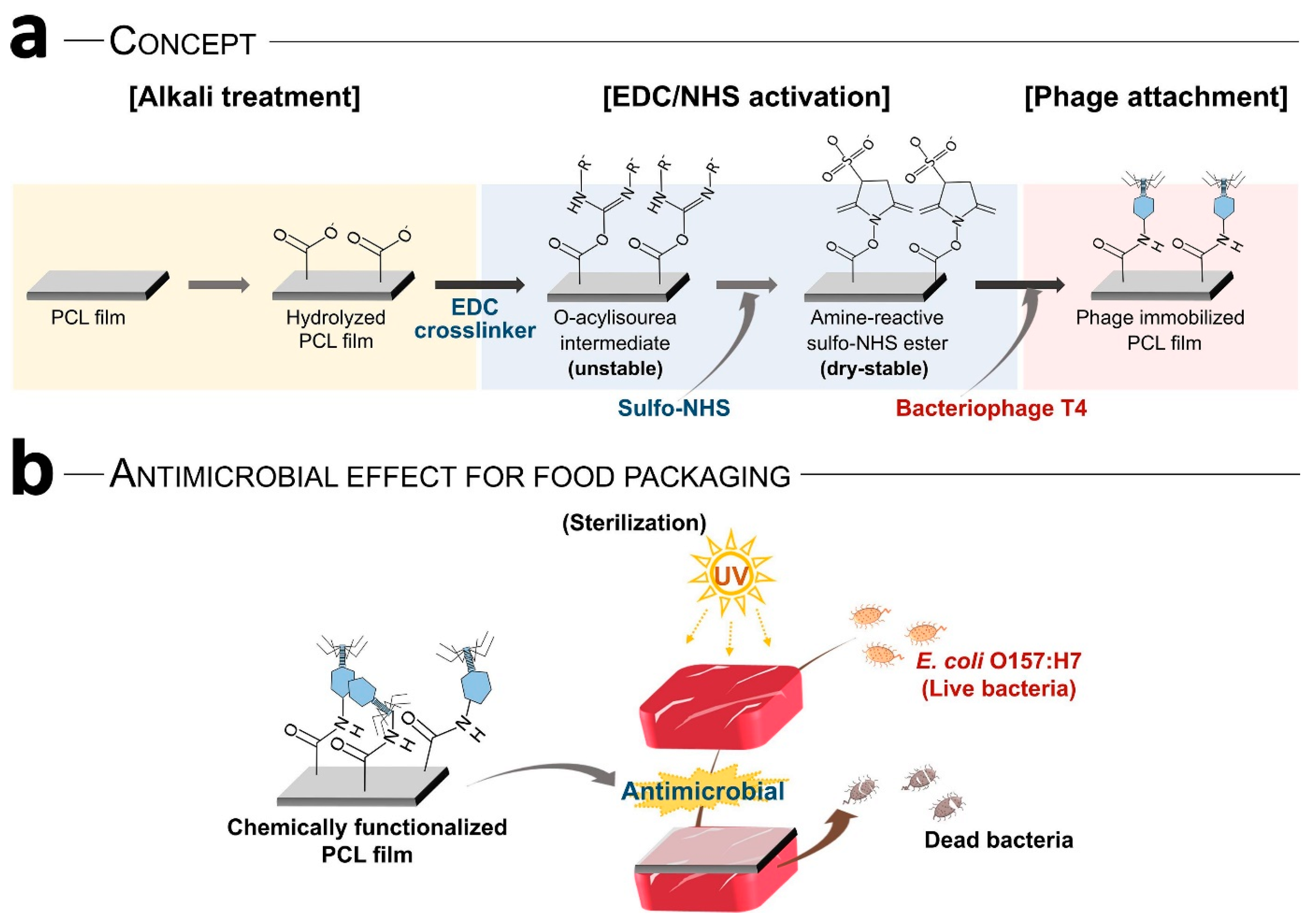 Microorganisms 13 00401 g005