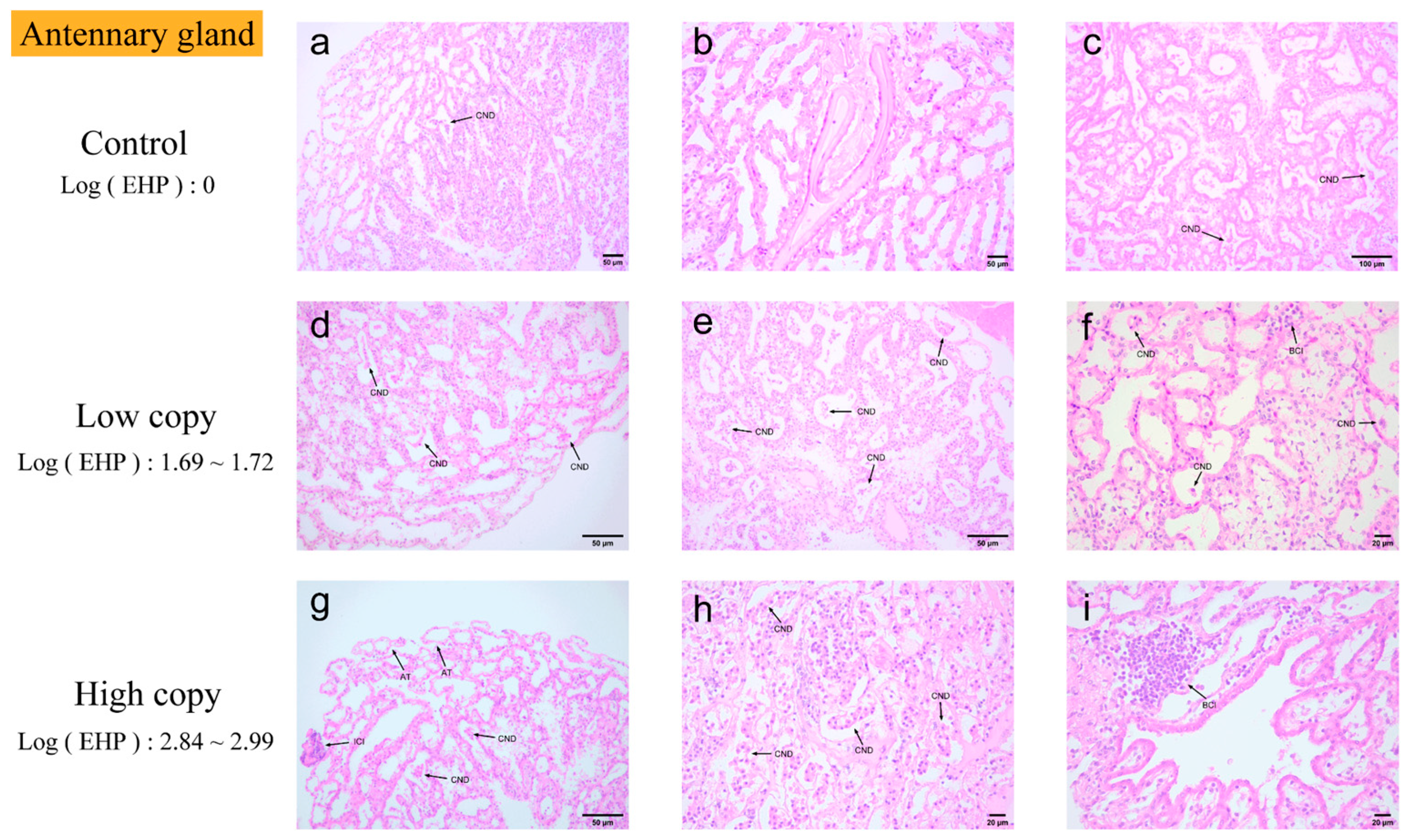 Microorganisms 13 00402 g007
