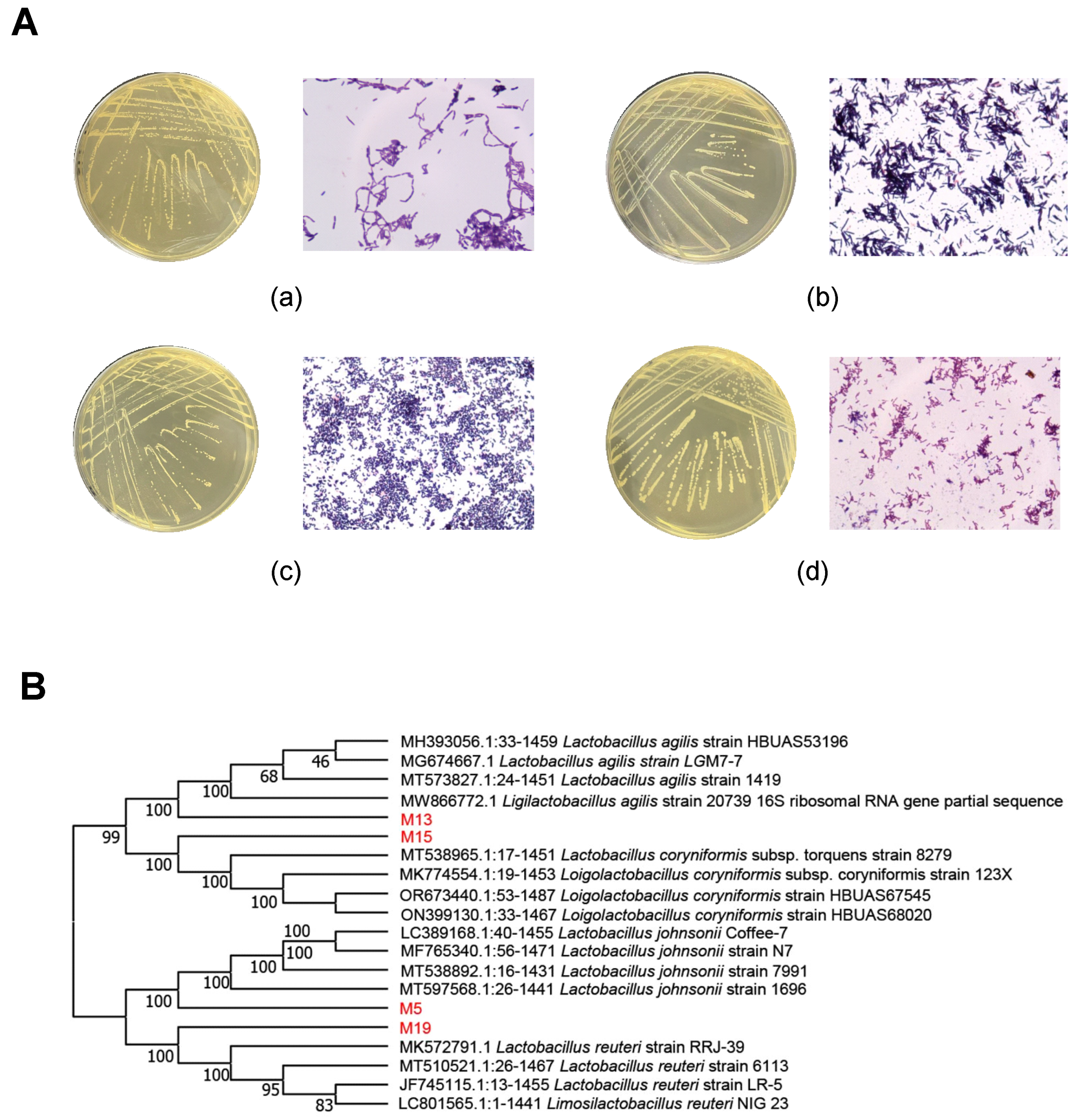 Microorganisms 13 00404 g001