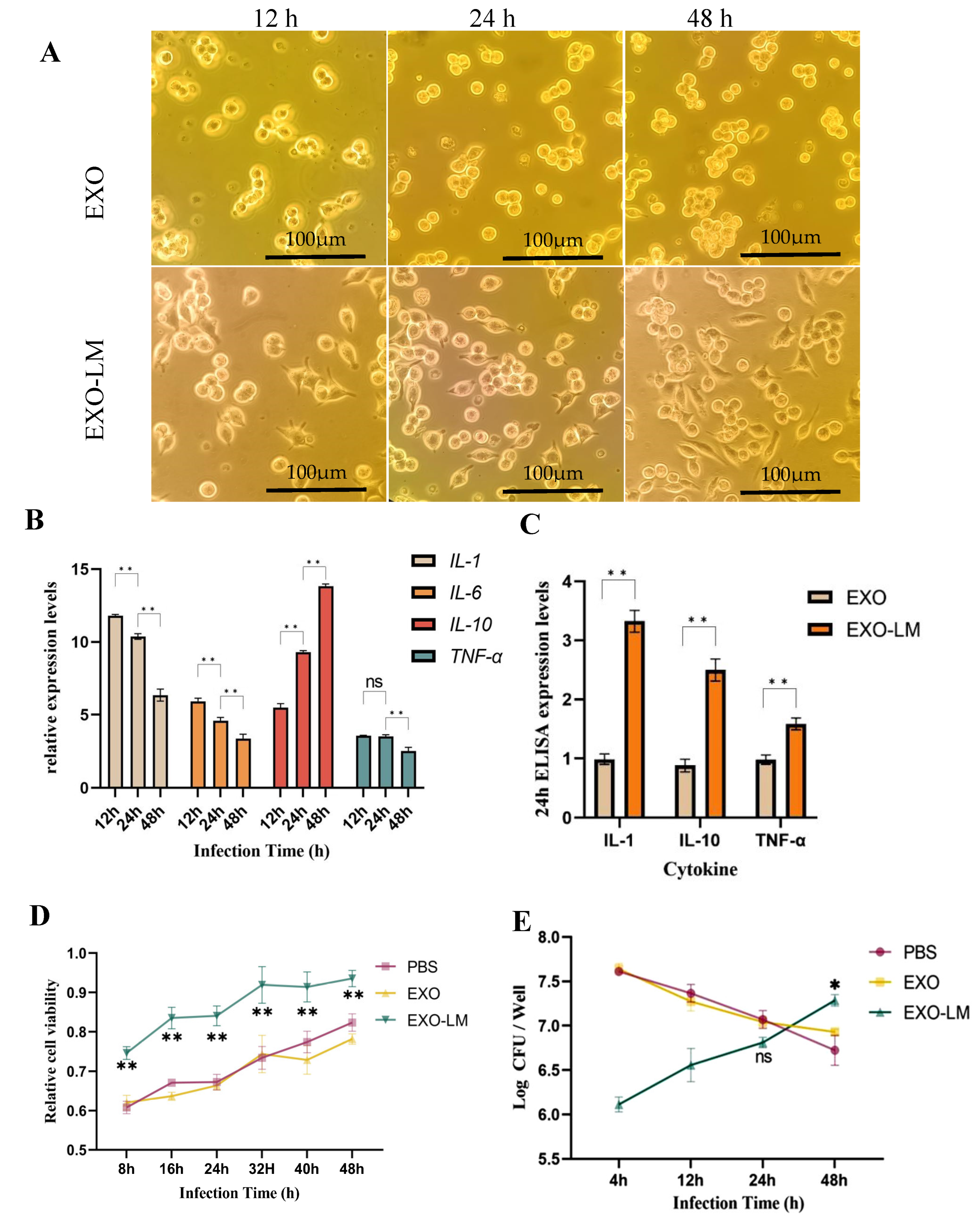 Microorganisms 13 00410 g002
