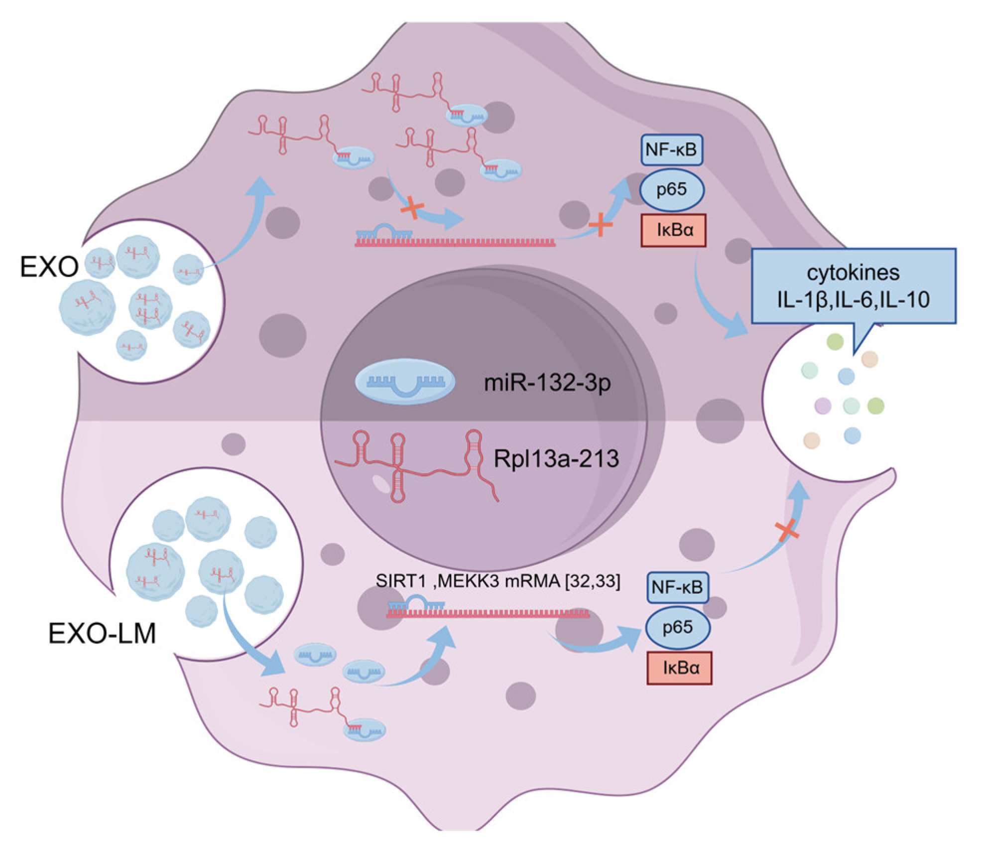 Microorganisms 13 00410 g006