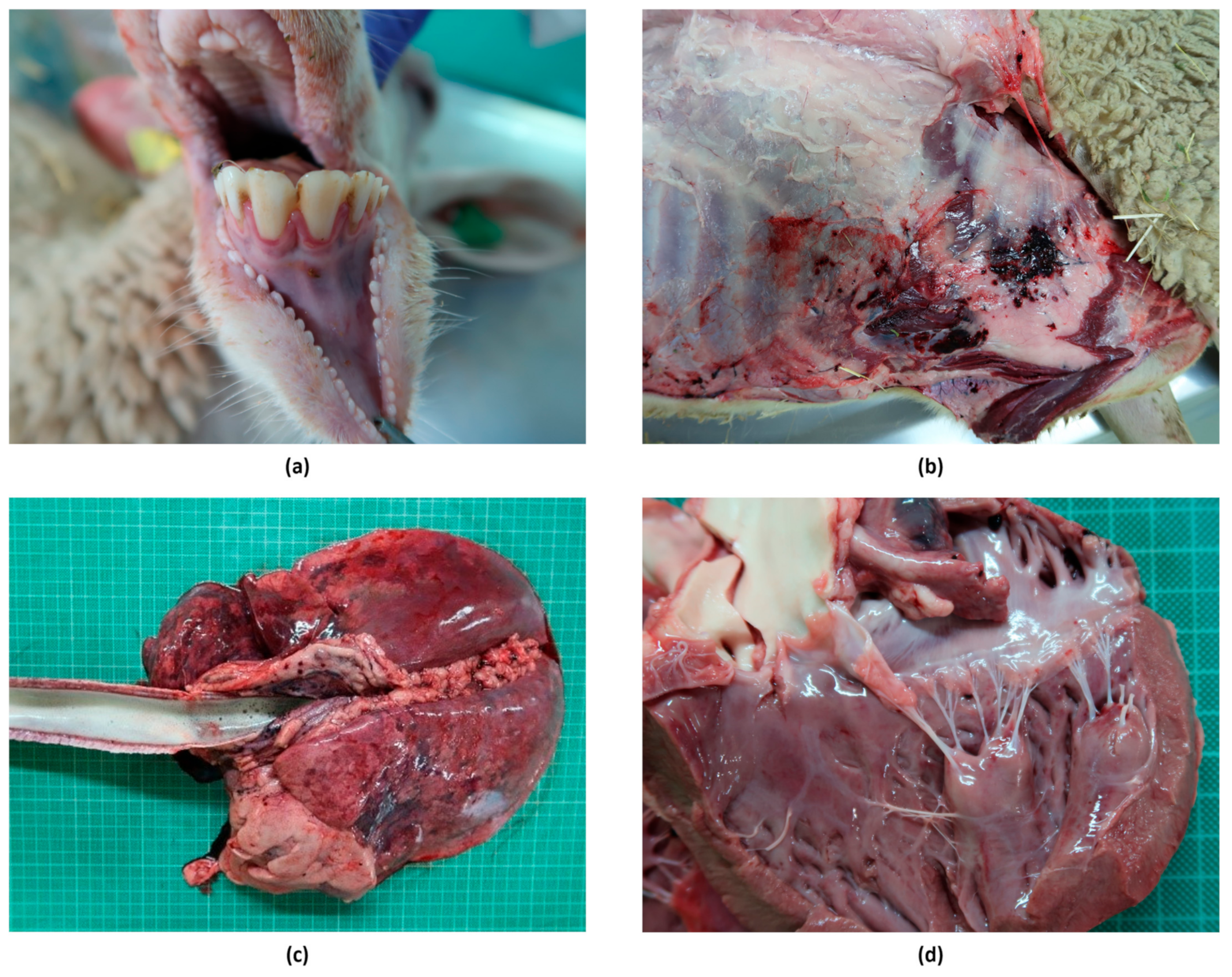 Microorganisms 13 00411 g005 Microorganisms 13 00411 g005