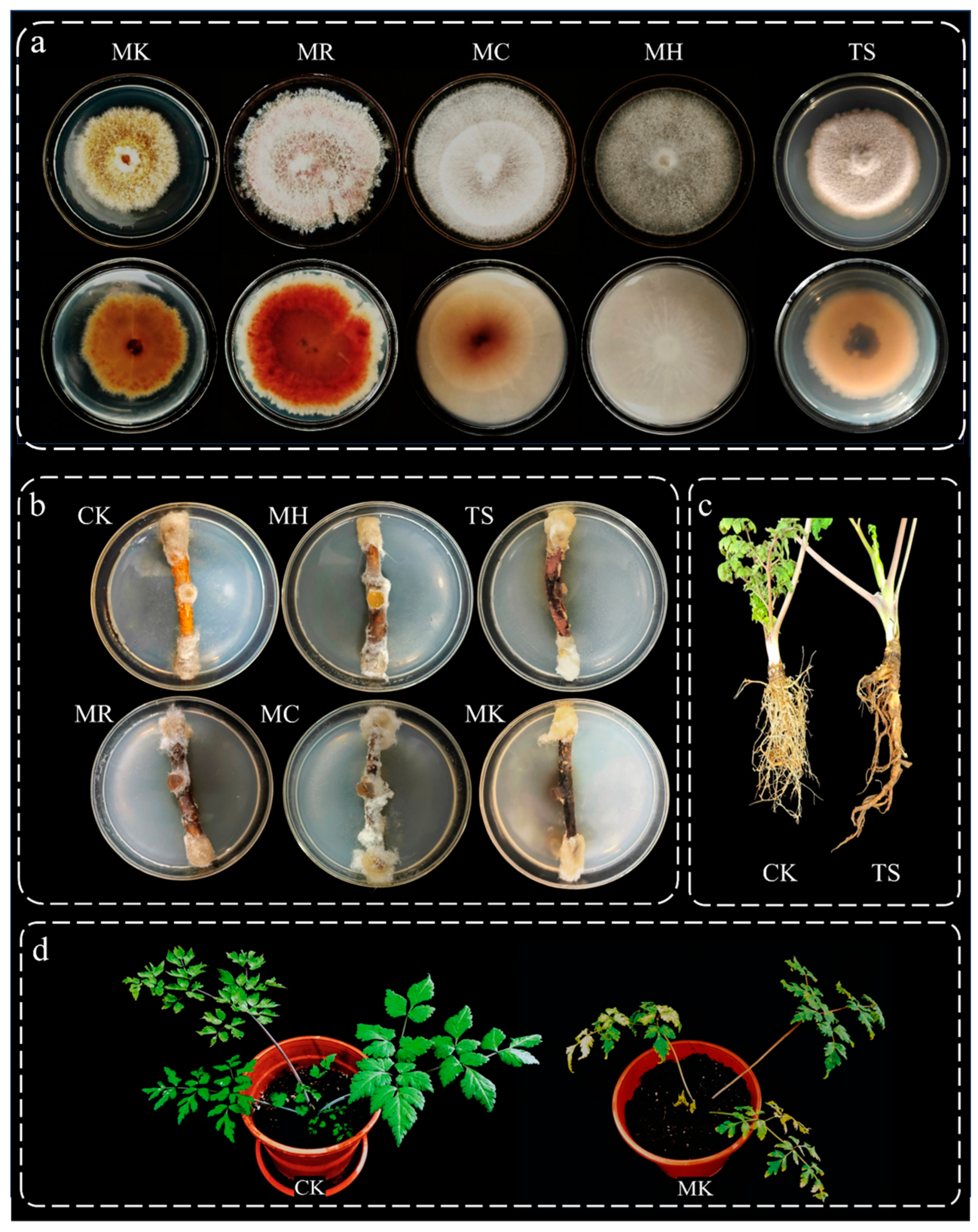 Microorganisms 13 00417 g007
