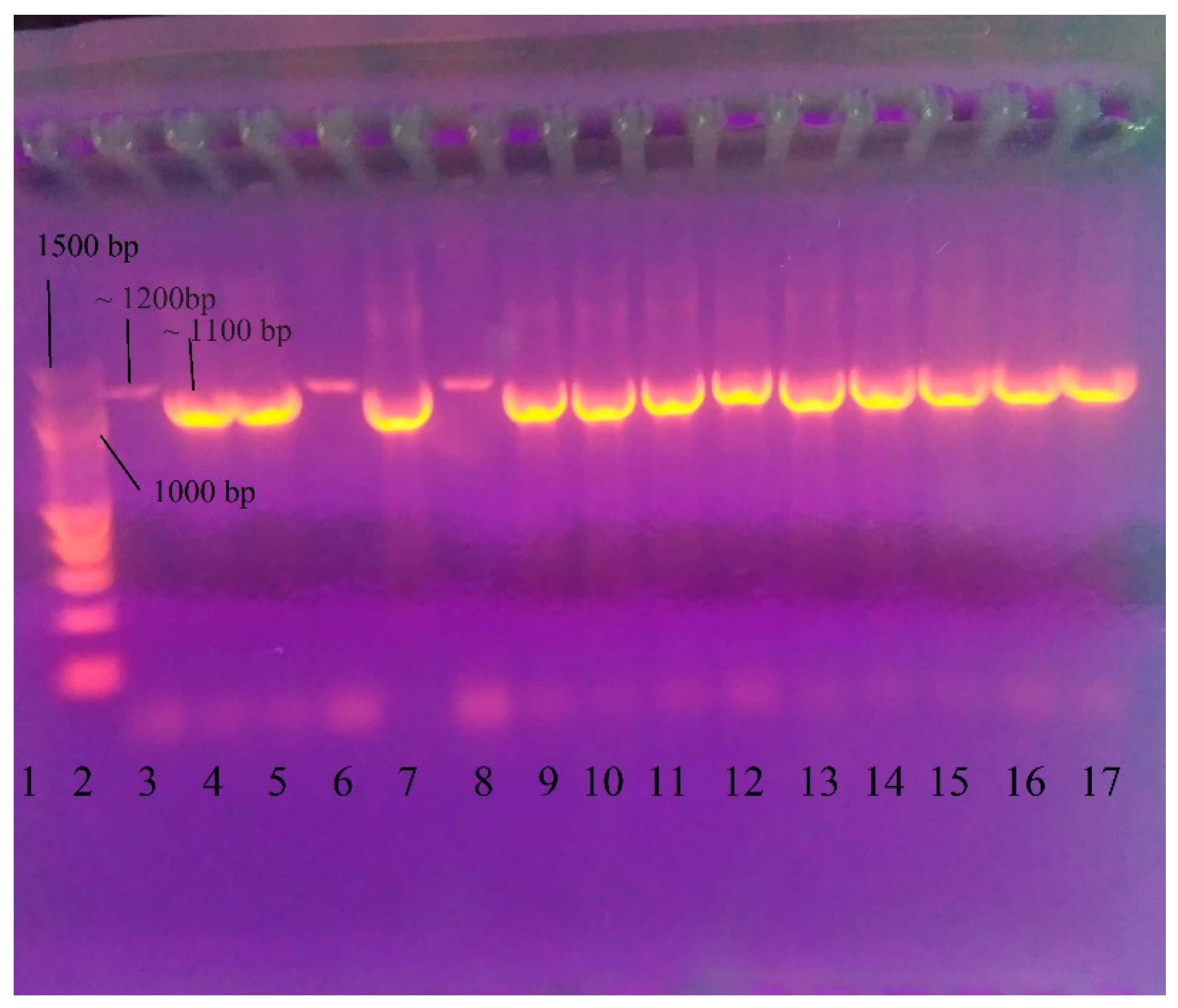 Microorganisms 13 00436 g001 Microorganisms 13 00436 g001