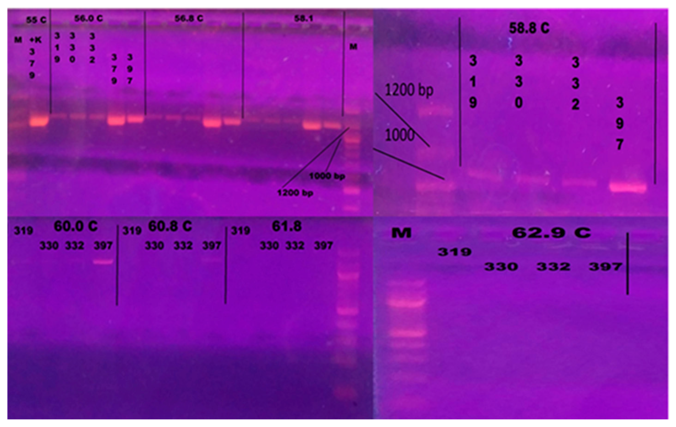 Microorganisms 13 00436 g002 Microorganisms 13 00436 g002