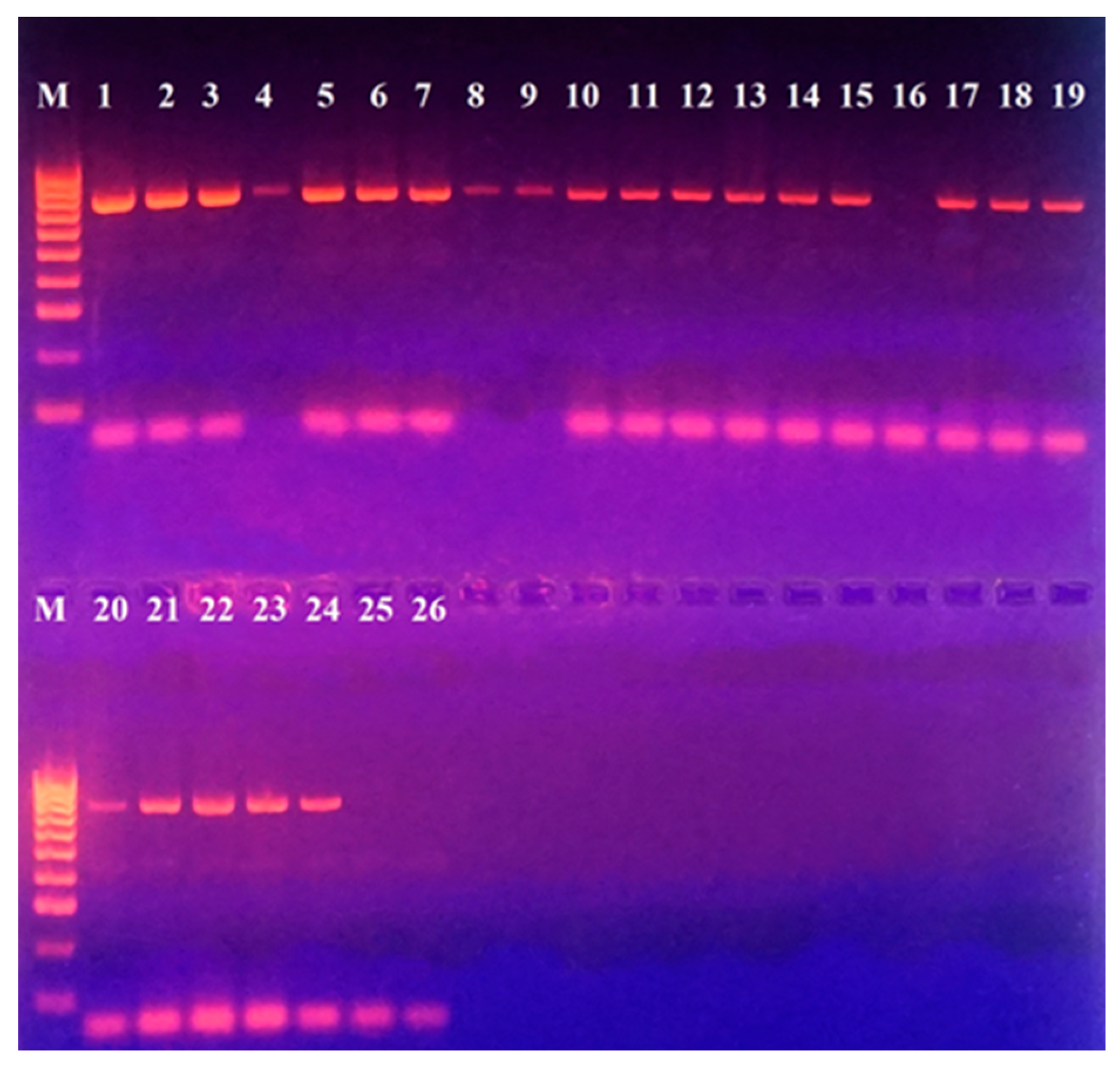 Microorganisms 13 00436 g003 Microorganisms 13 00436 g003