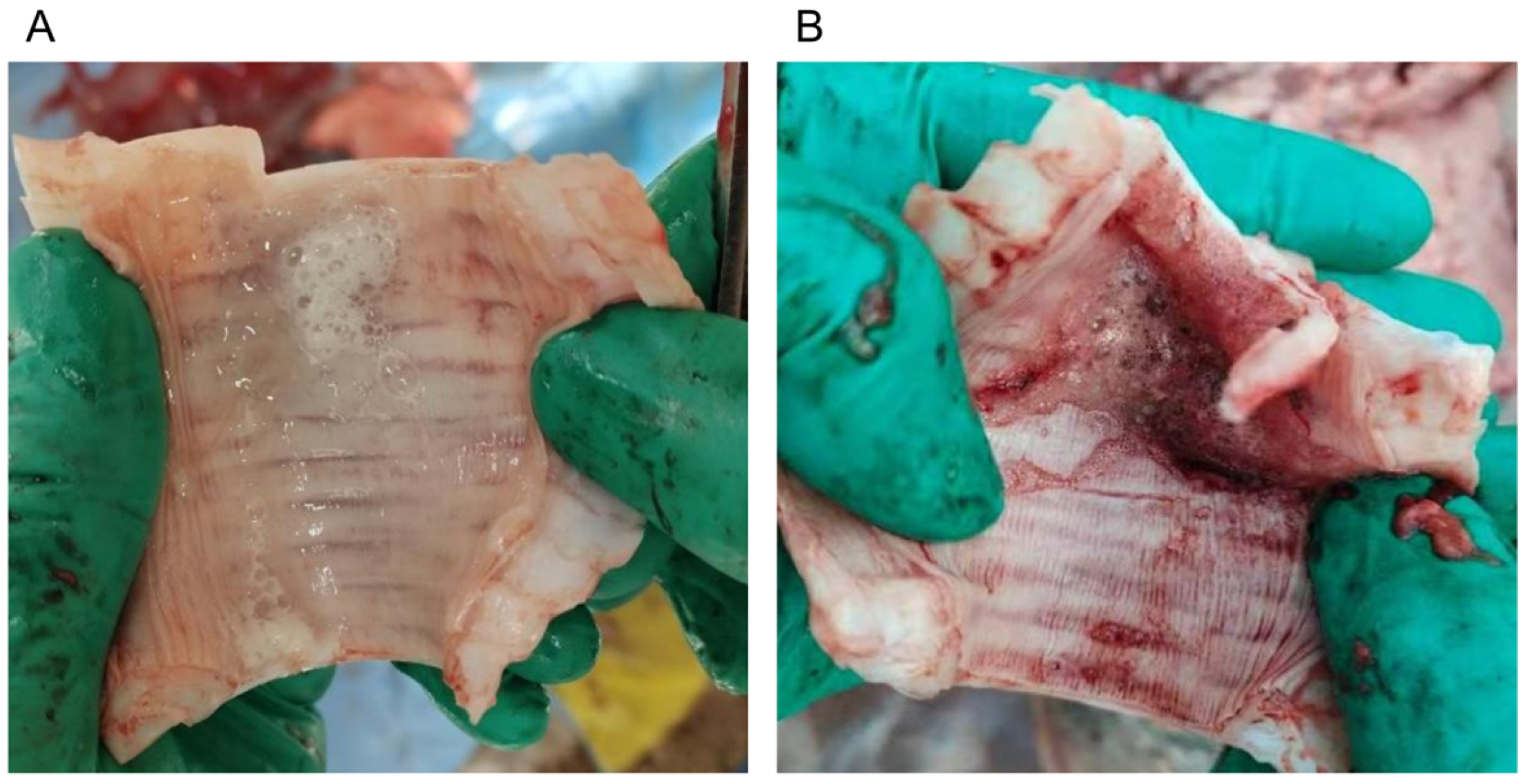 Microorganisms 13 00442 g001 Microorganisms 13 00442 g001