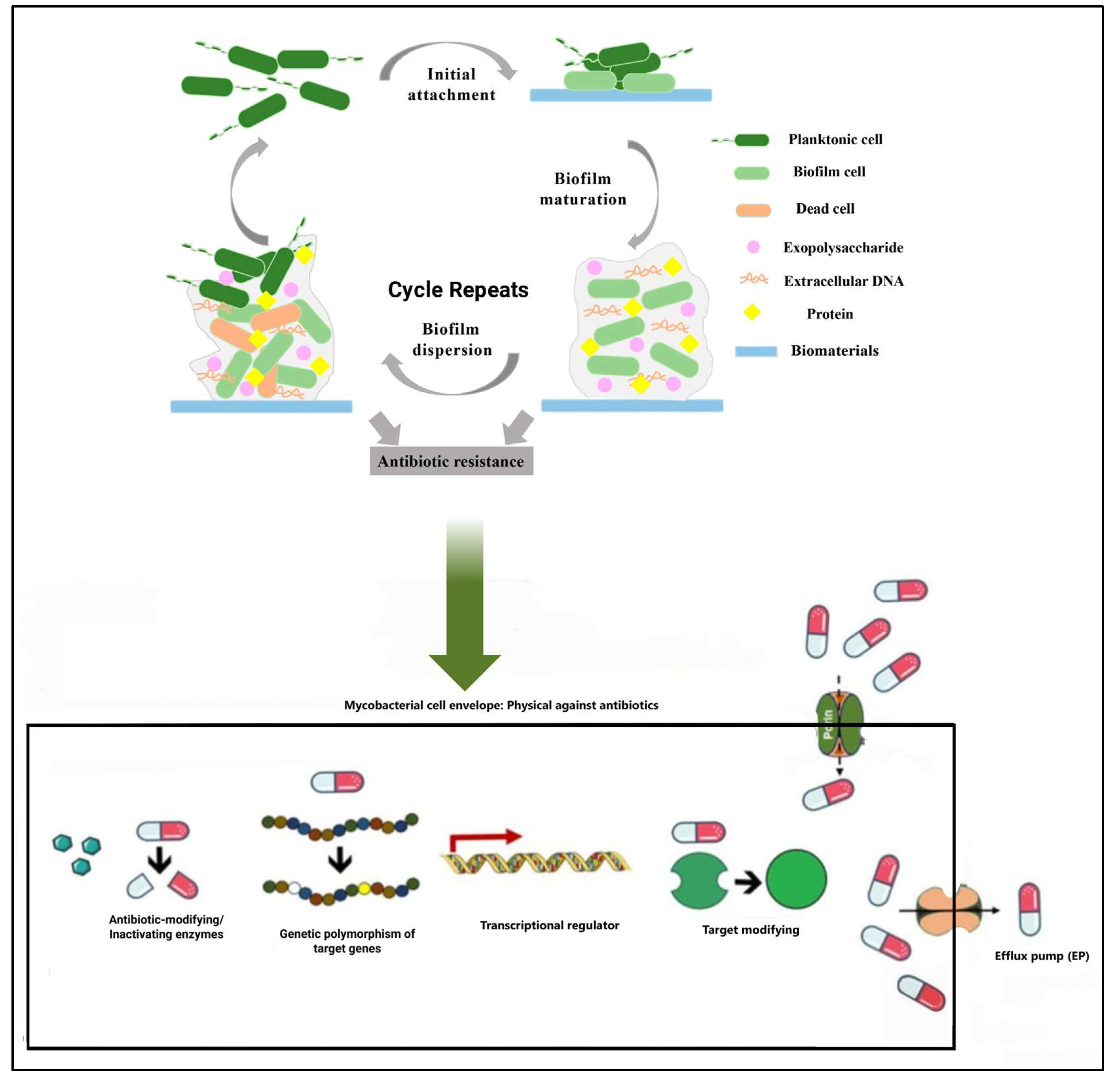 Microorganisms 13 00447 g003