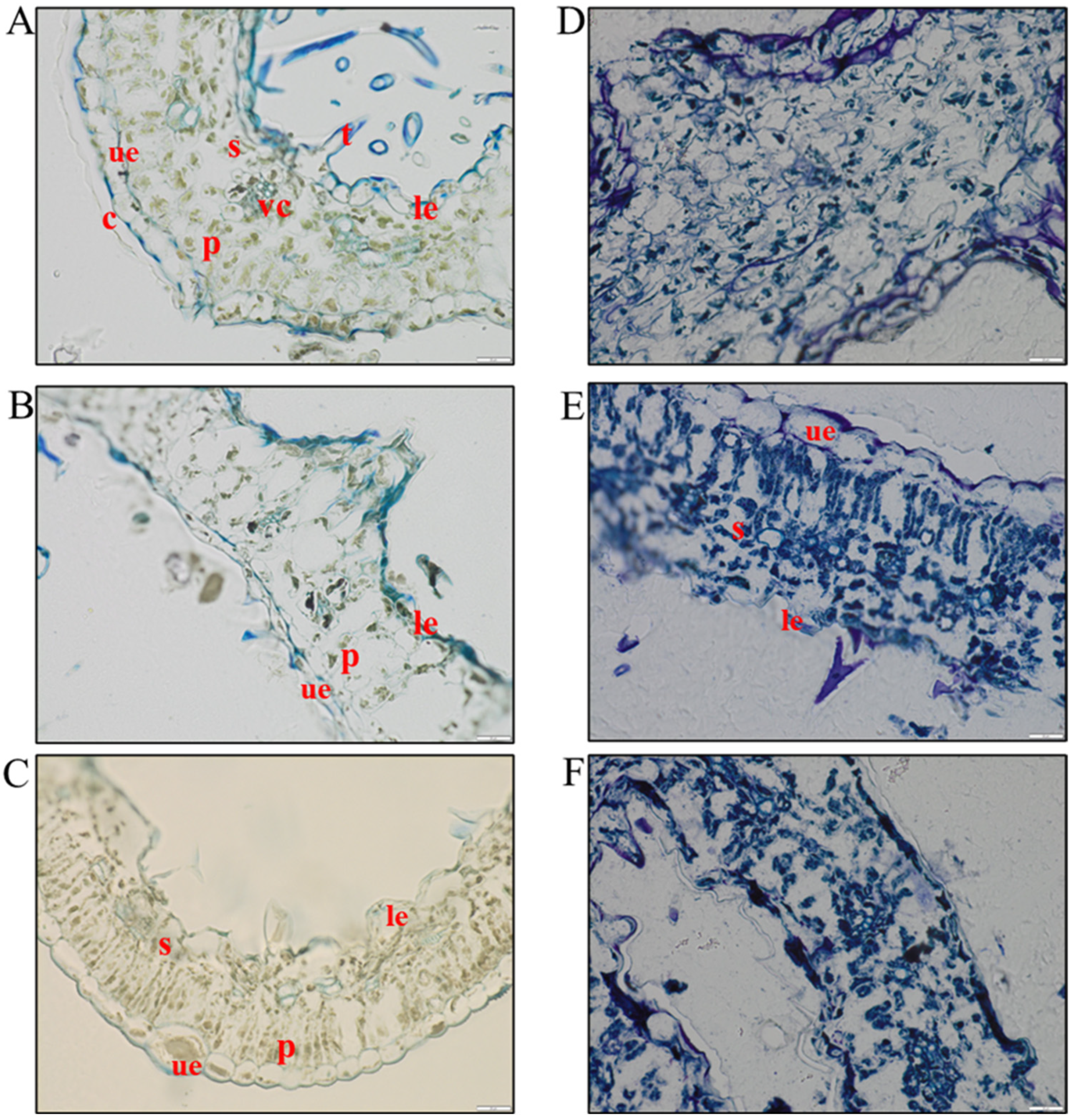 Microorganisms 13 00455 g001