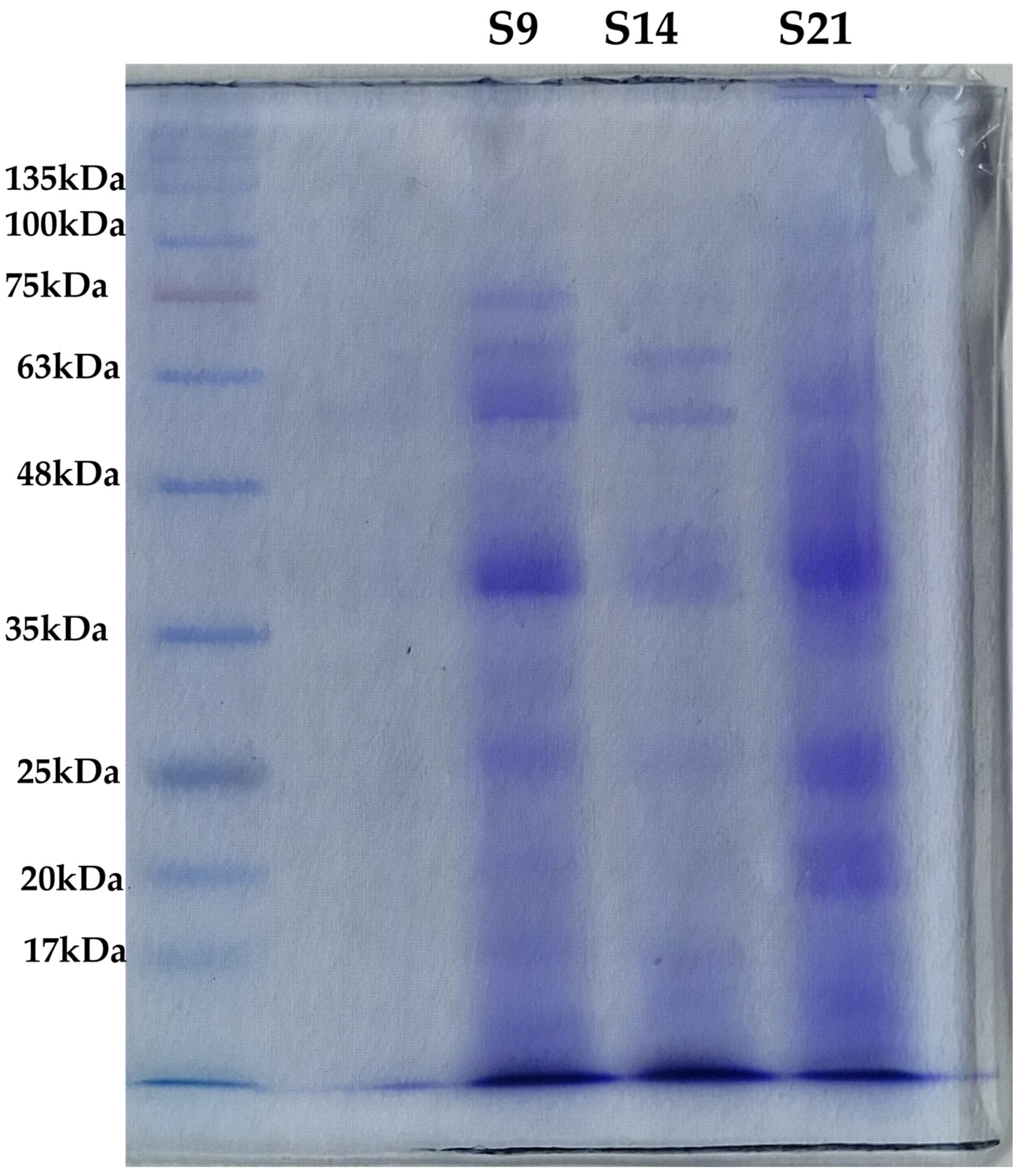 Microorganisms 13 00455 g005