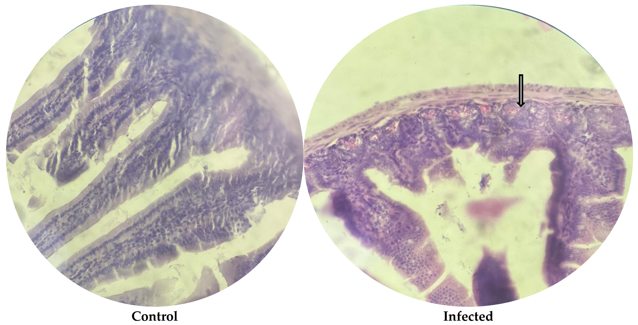 Microorganisms 13 00460 g004
