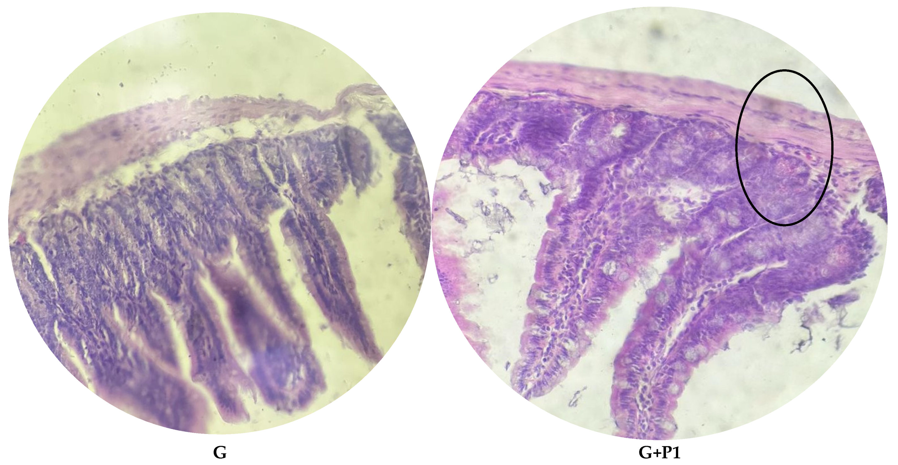 Microorganisms 13 00460 g006a