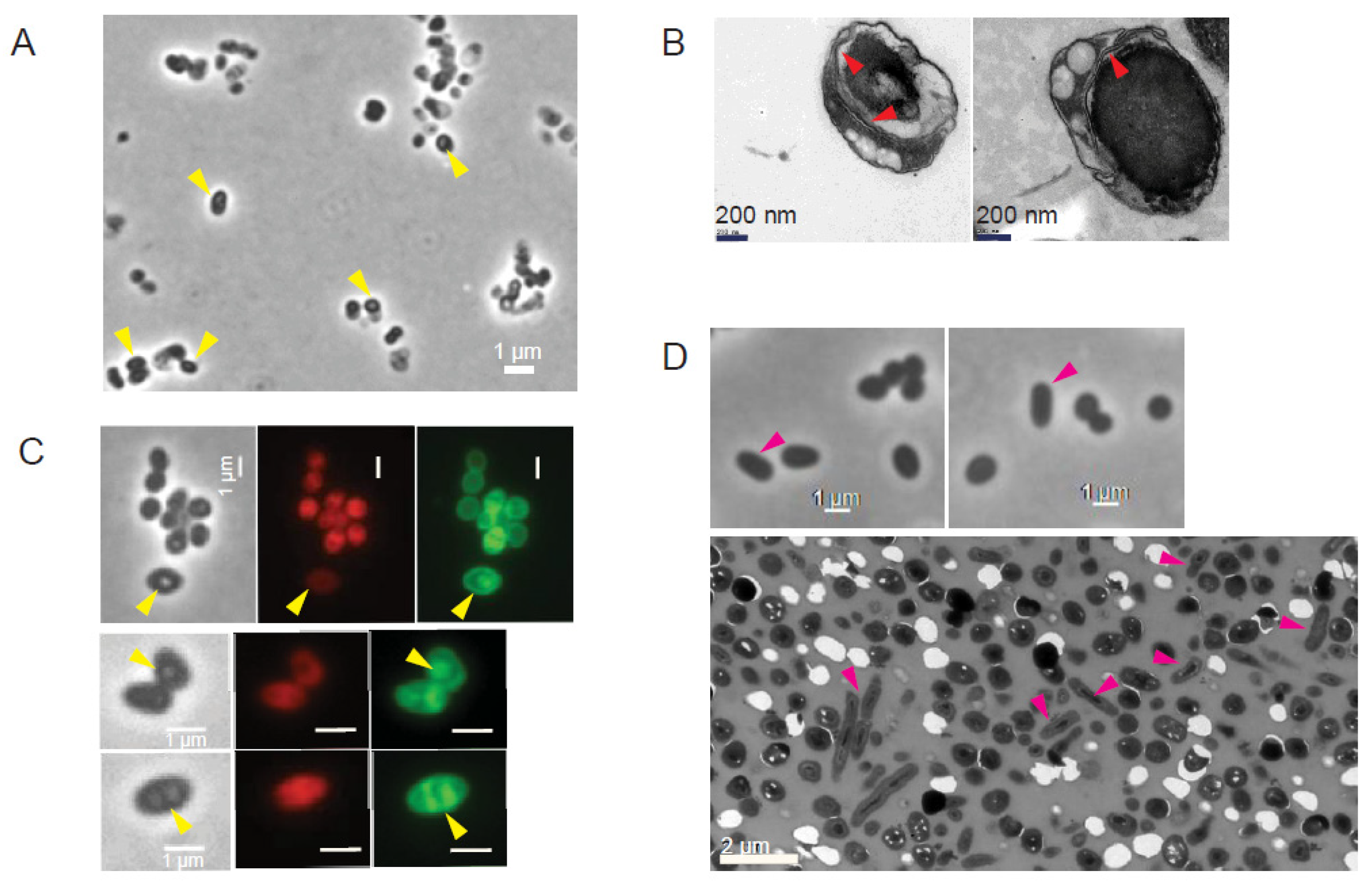 Microorganisms 13 00475 g003 Microorganisms 13 00475 g003