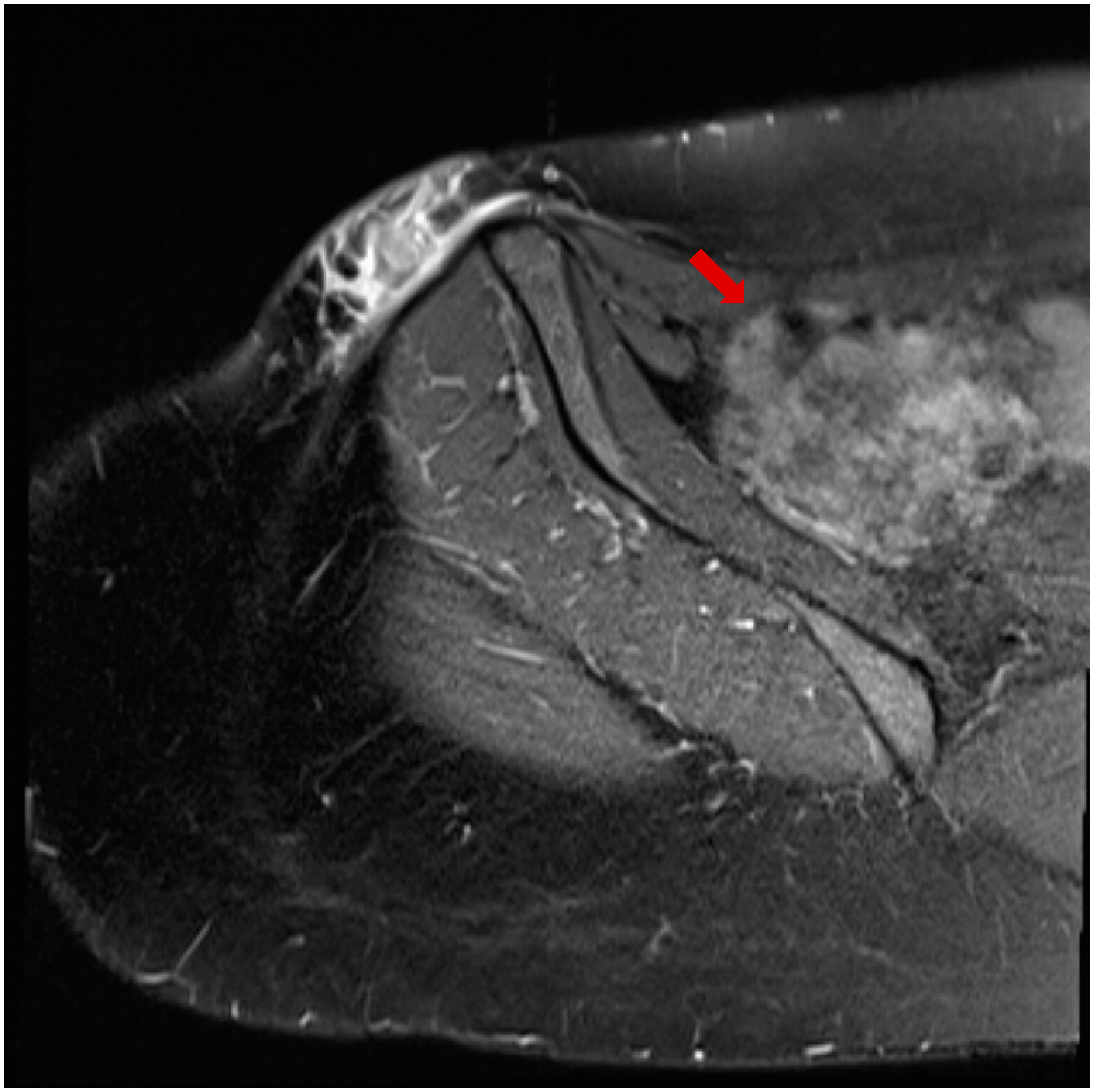 Microorganisms 13 00476 g001 Microorganisms 13 00476 g001