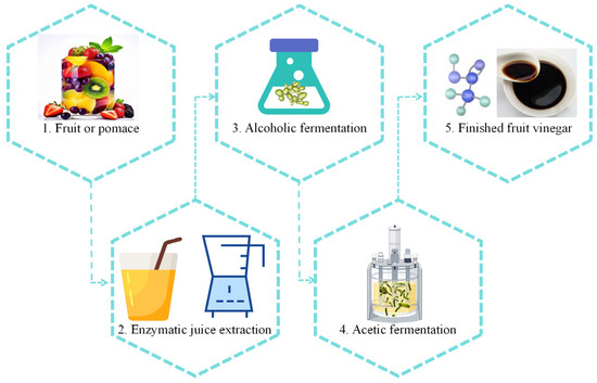 ここあ様 The Metabolic Pathways of Yeast and Acetic Acid Bacteria