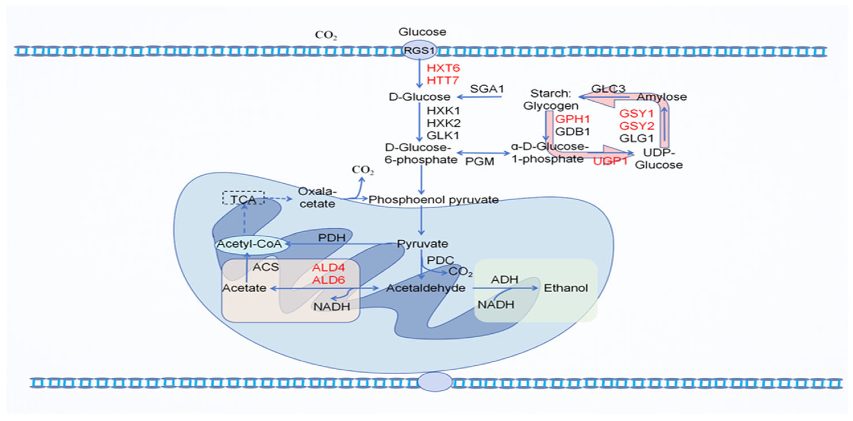 Microorganisms 13 00477 g003