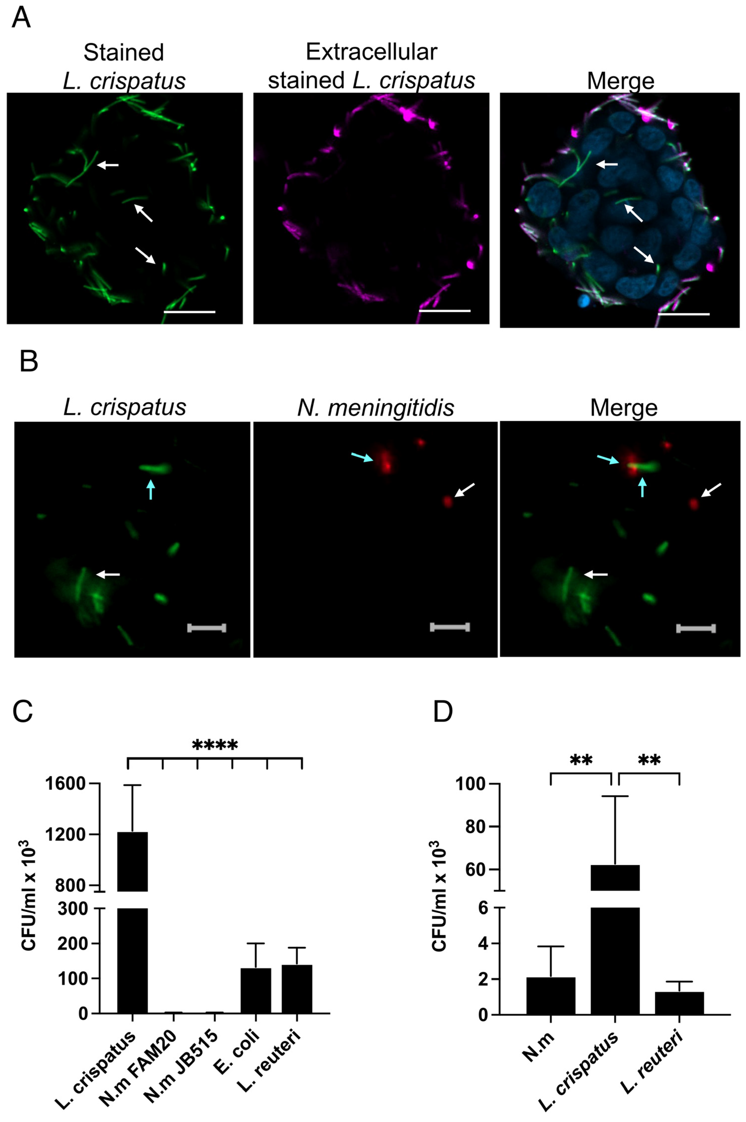 Microorganisms 13 00479 g004