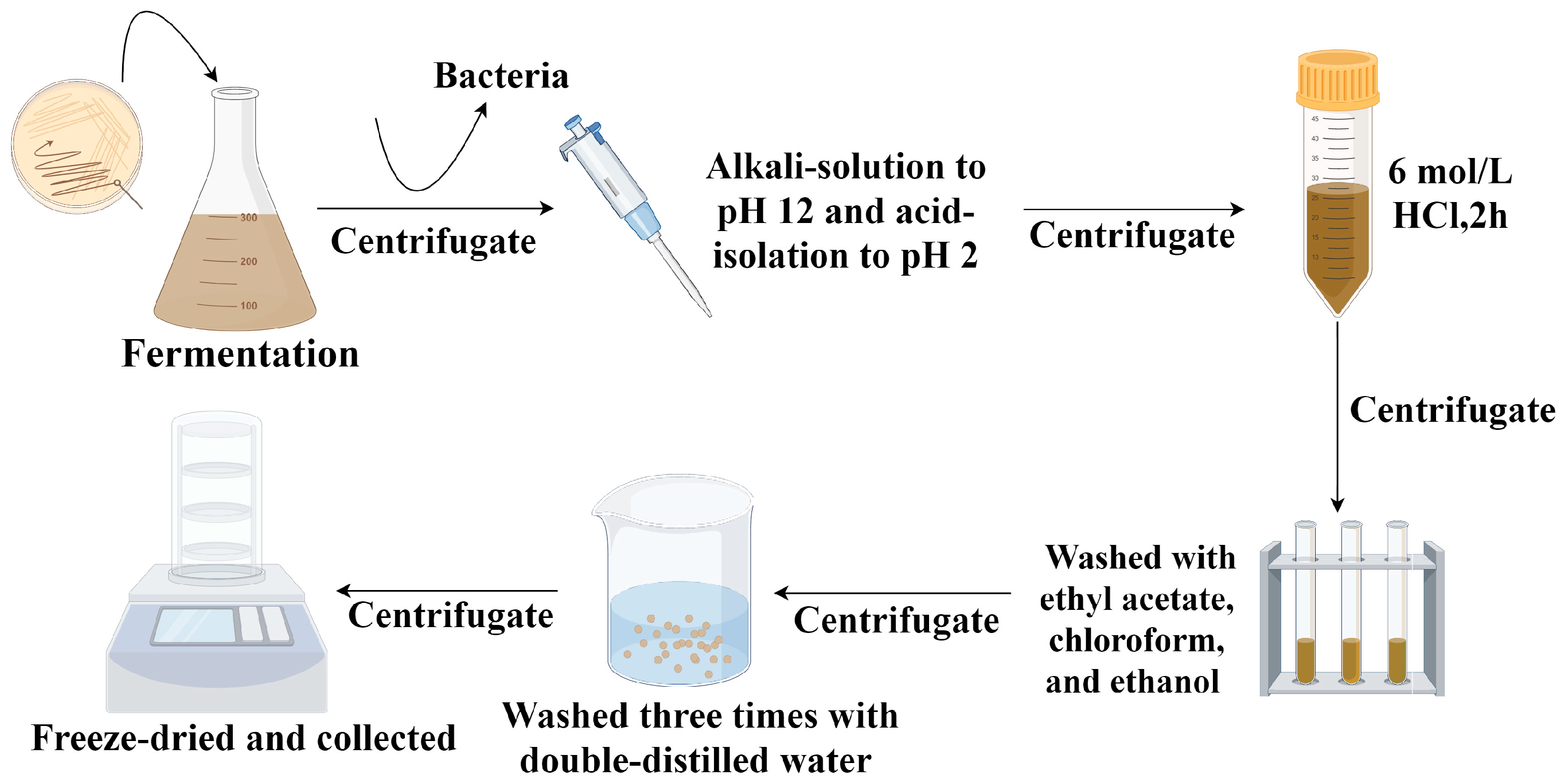 Investigation of Eumelanin Biosynthesis in Gluconacetobacter