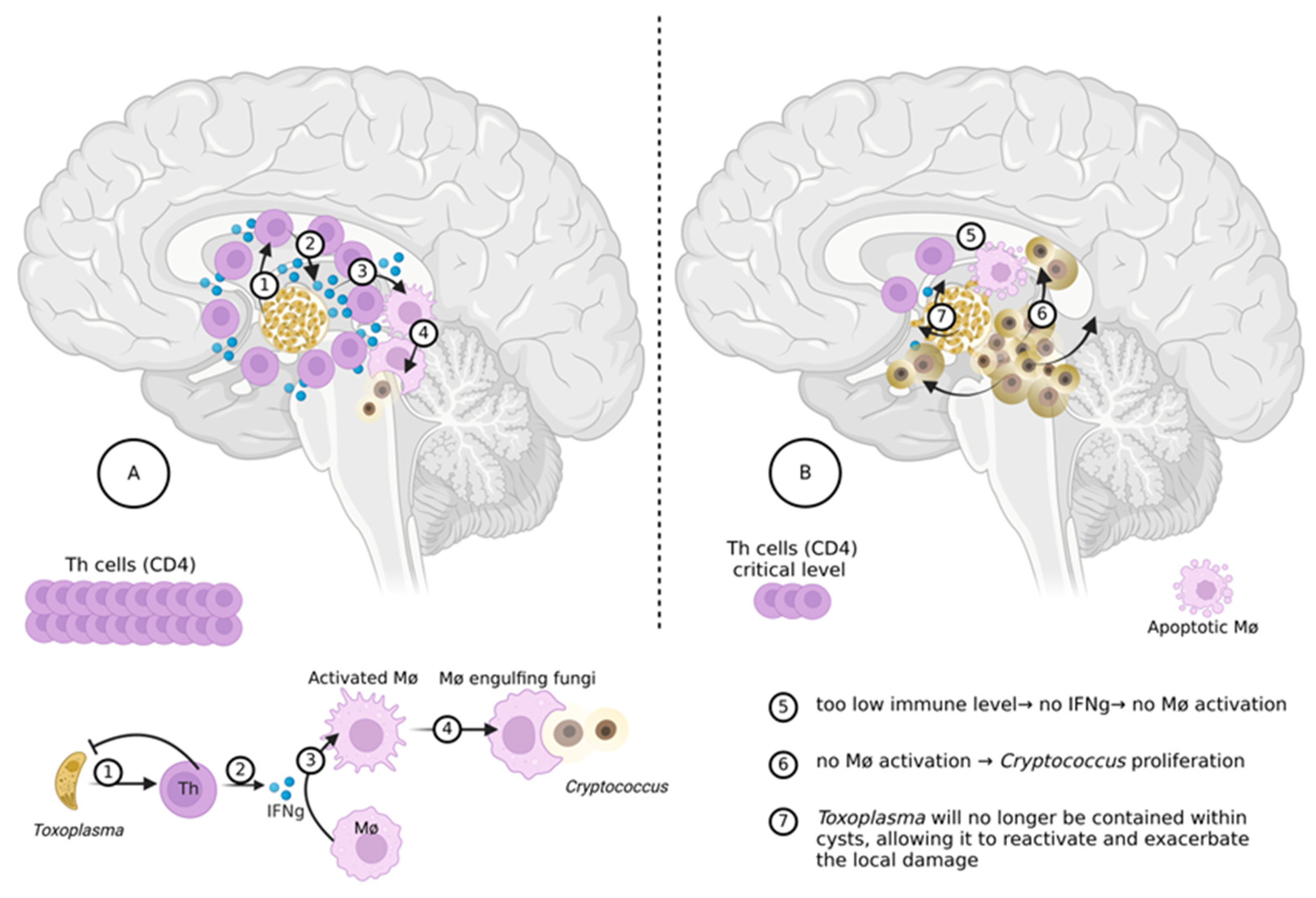 Microorganisms 13 00481 g001