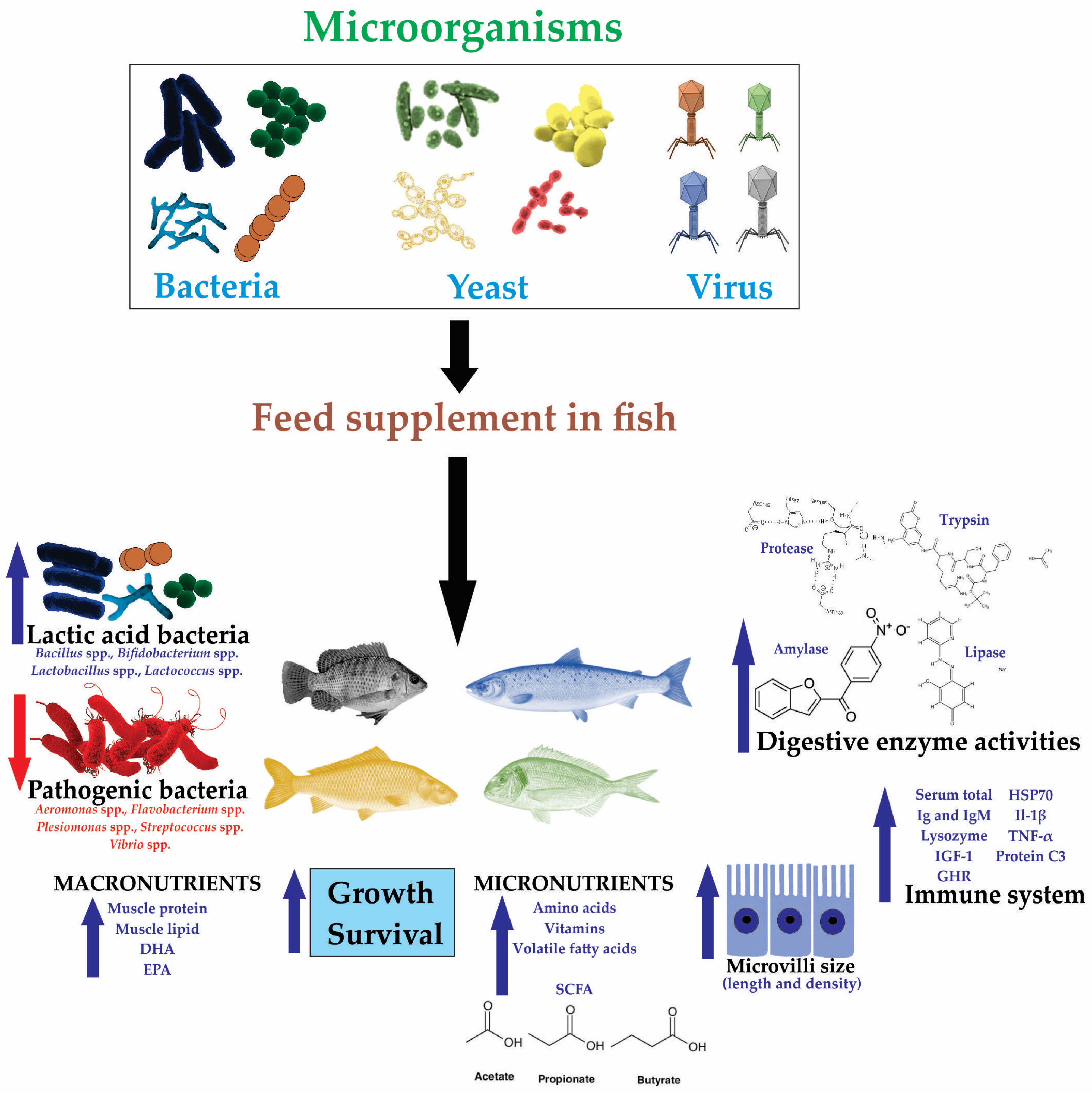 Effects of Microorganisms in Fish Aquaculture from a