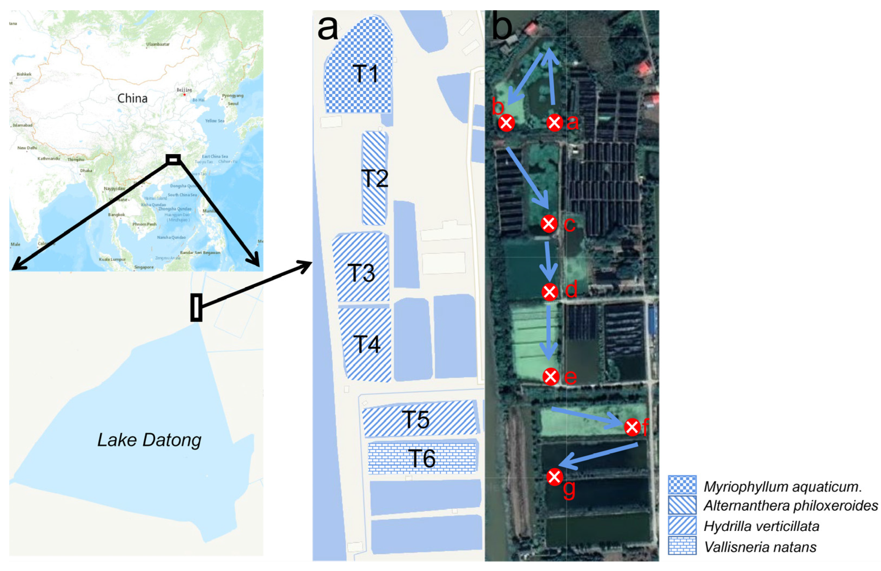 革新的な湿地システム「四池二ダム」が水産養殖排水処理を強化(Innovative "Four Ponds and Two Dams" Wetland System Enhances Aquaculture Wastewater Treatment)