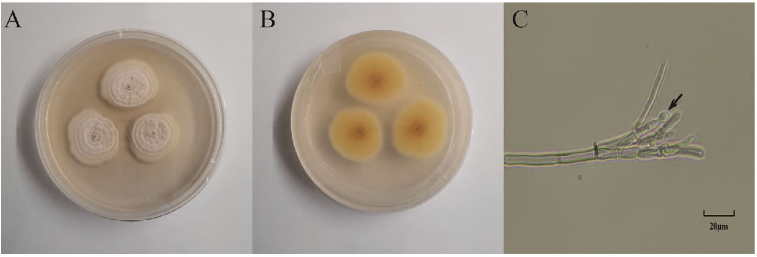 Microorganisms 13 00495 g001 Microorganisms 13 00495 g001