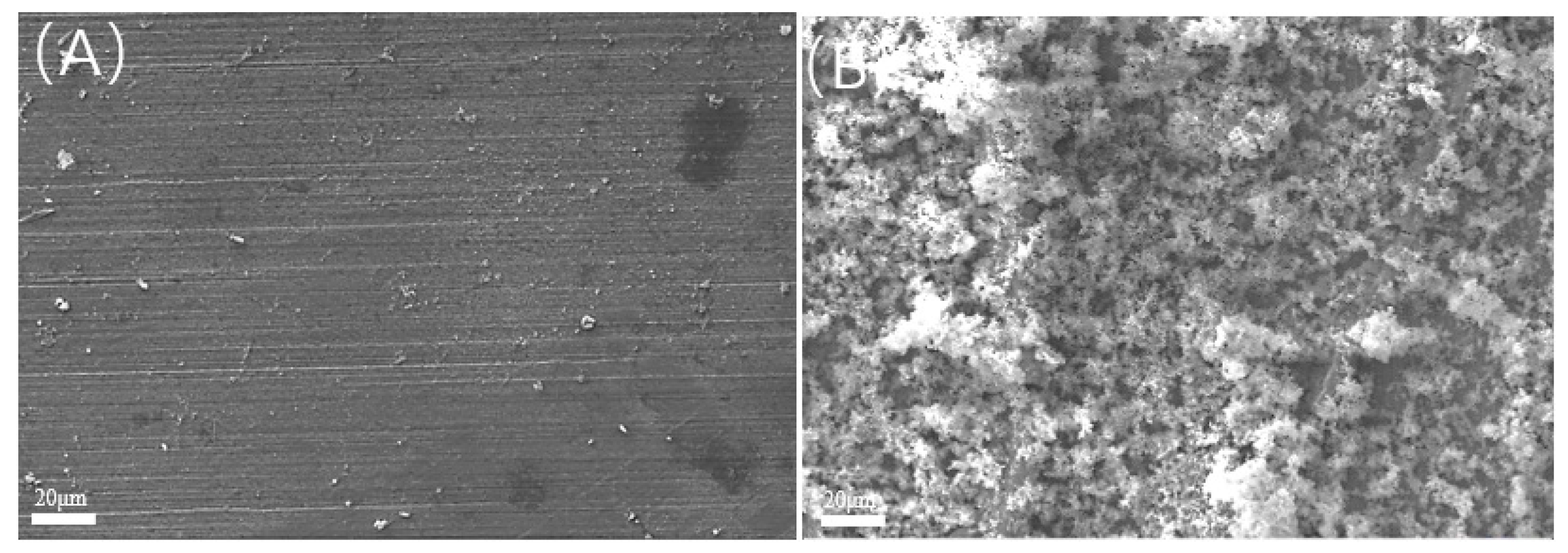 Microorganisms 13 00500 g006