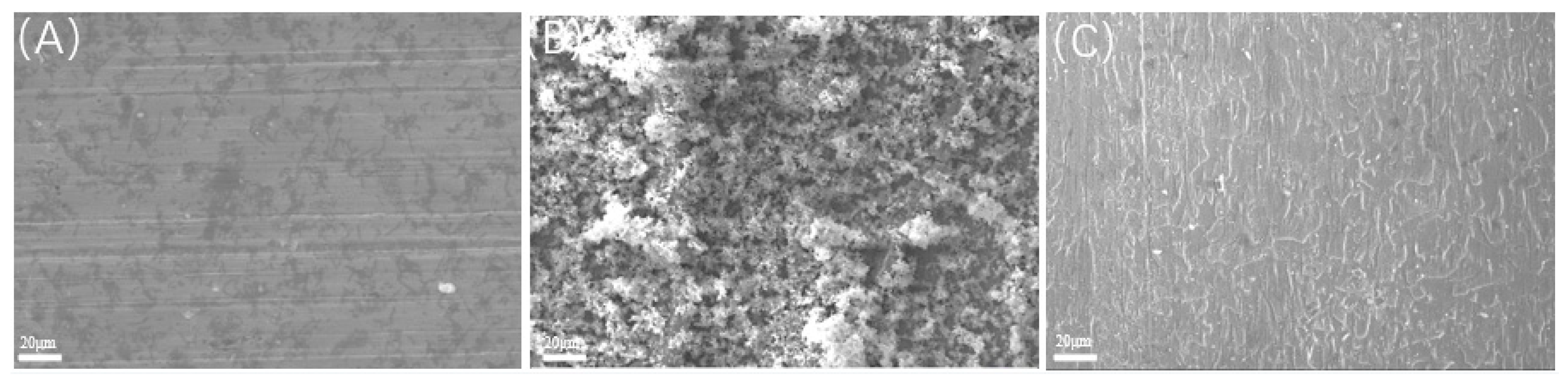 Microorganisms 13 00500 g012