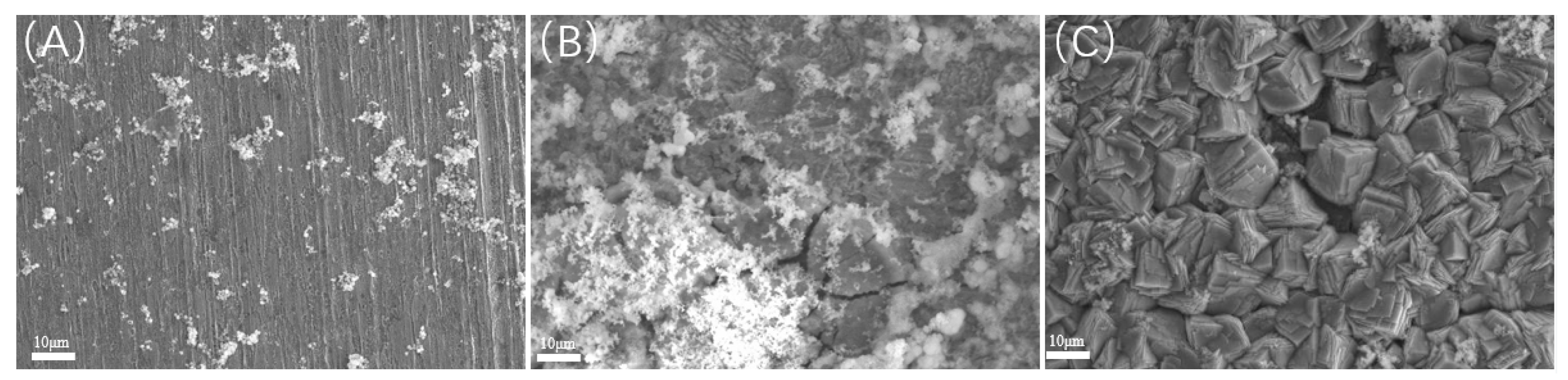 Microorganisms 13 00500 g013