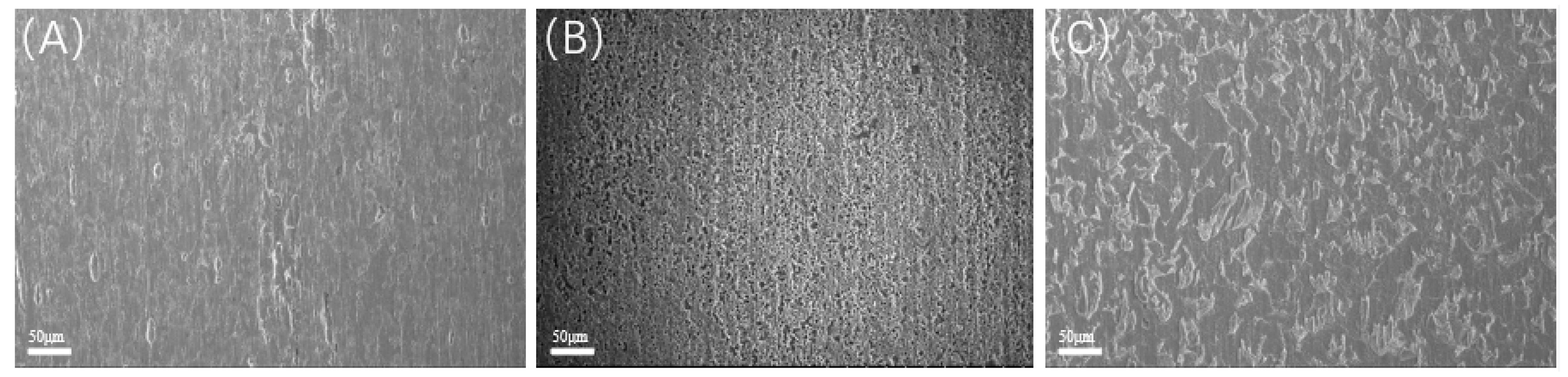 Microorganisms 13 00500 g016