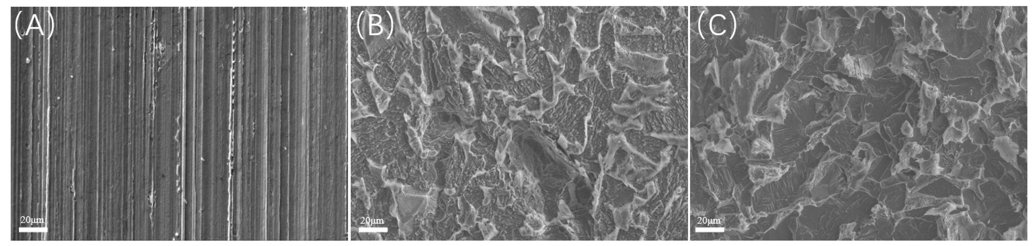 Microorganisms 13 00500 g017