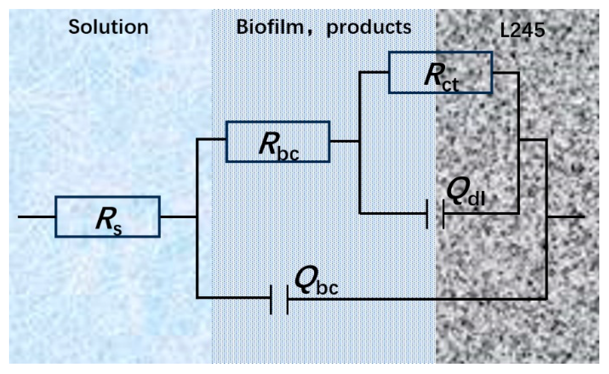 Microorganisms 13 00500 g020
