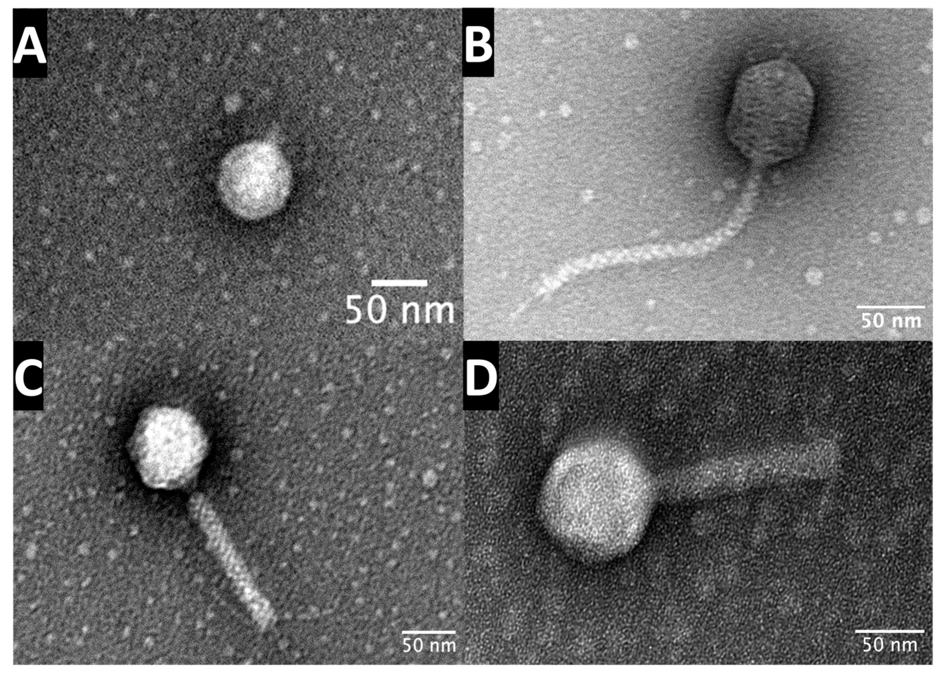Microorganisms 13 00511 g003