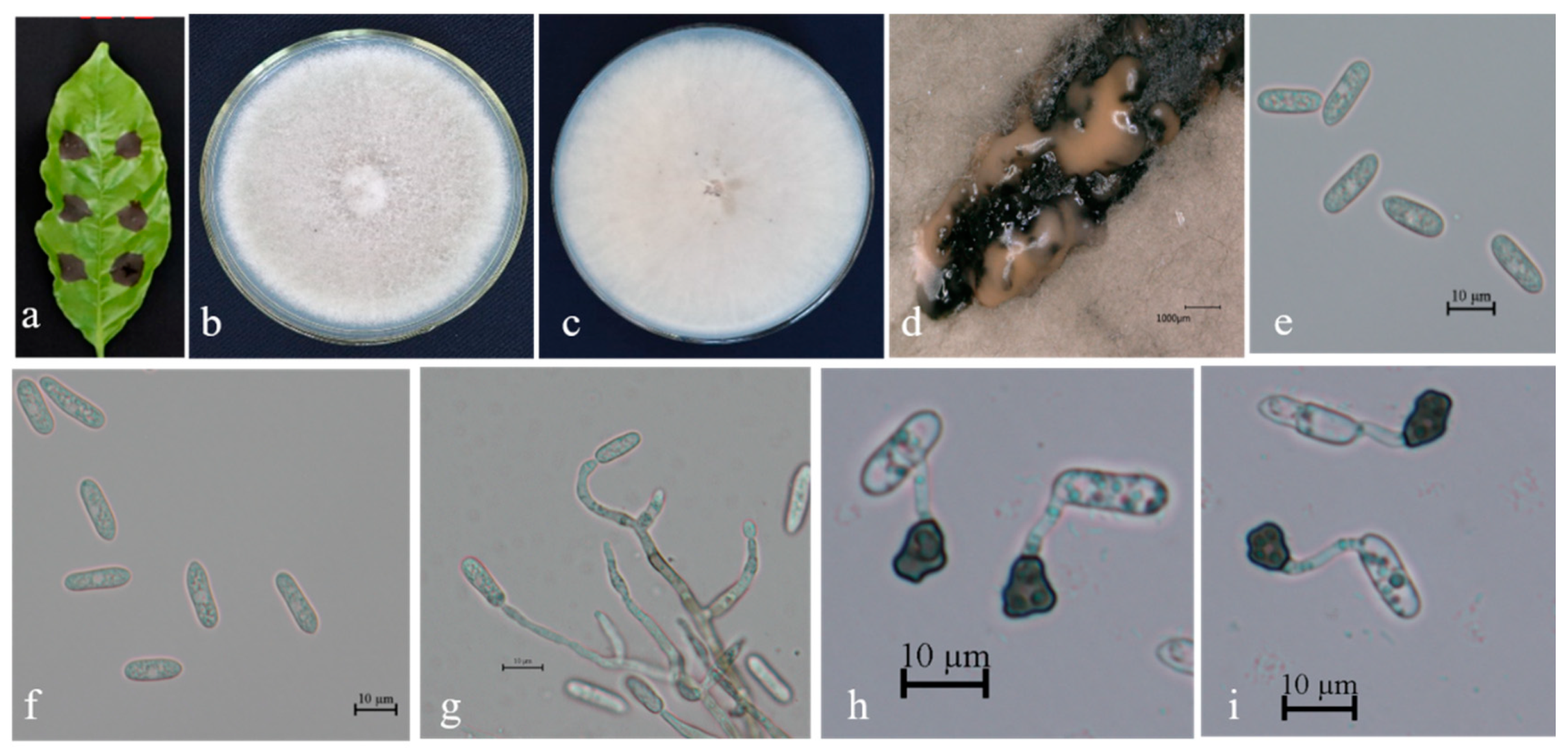 Microorganisms 13 00512 g004 Microorganisms 13 00512 g004