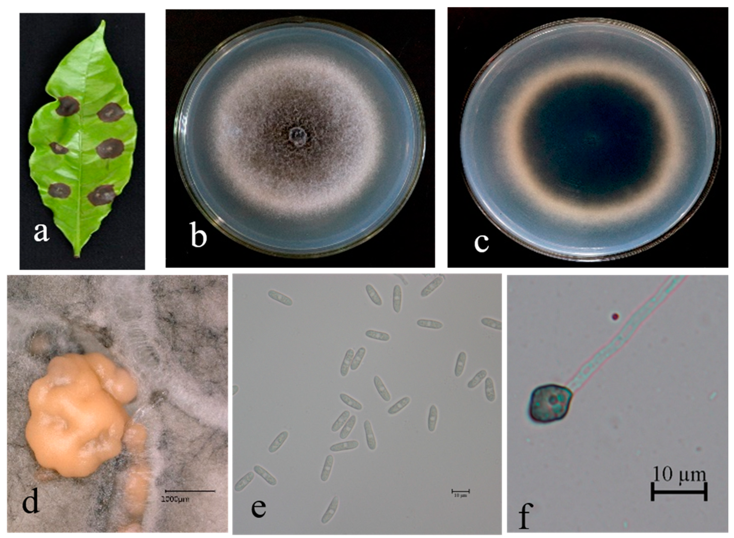 Microorganisms 13 00512 g007 Microorganisms 13 00512 g007