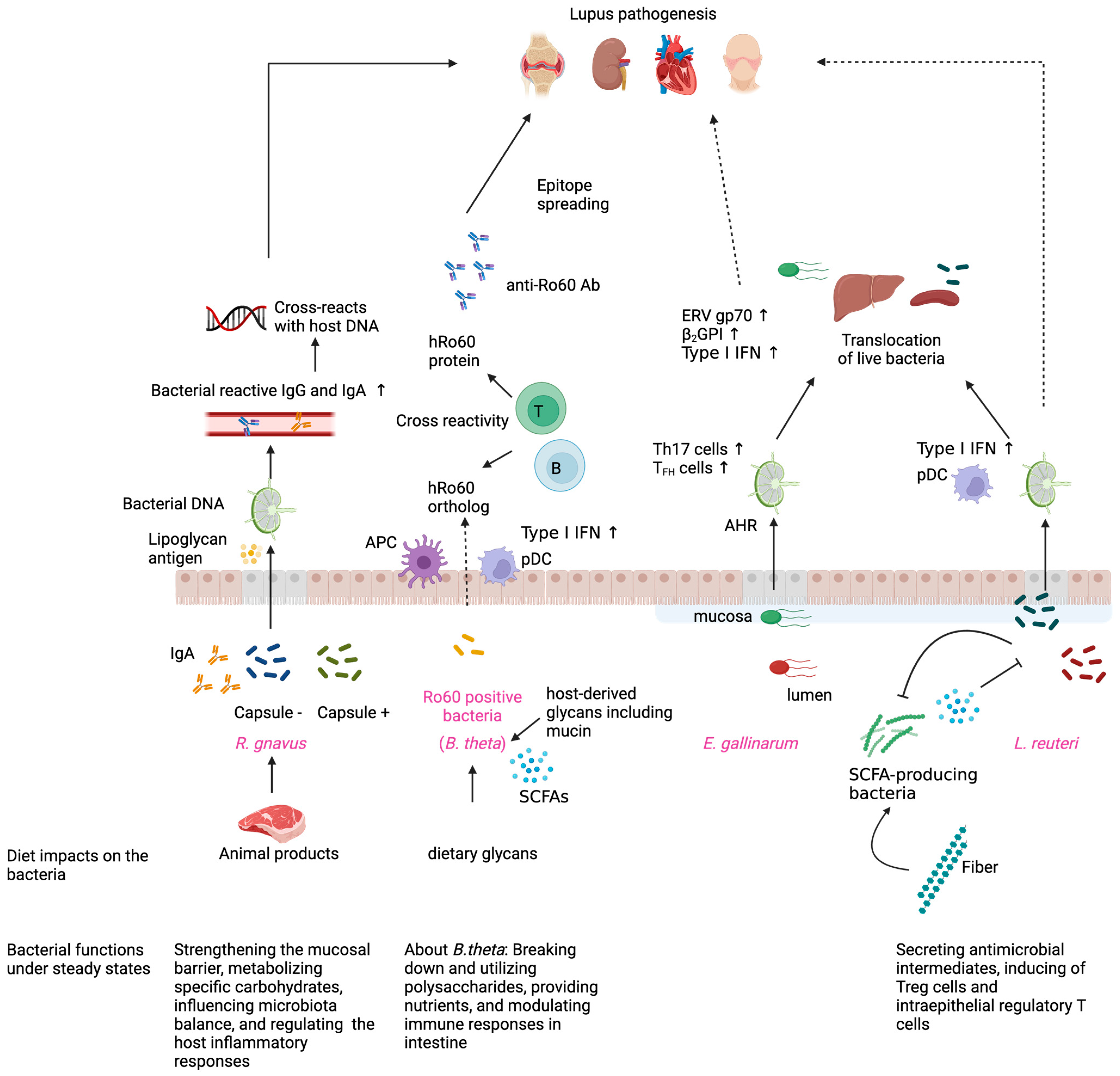 Dysregulated Intestinal Host–Microbe Interactions in
