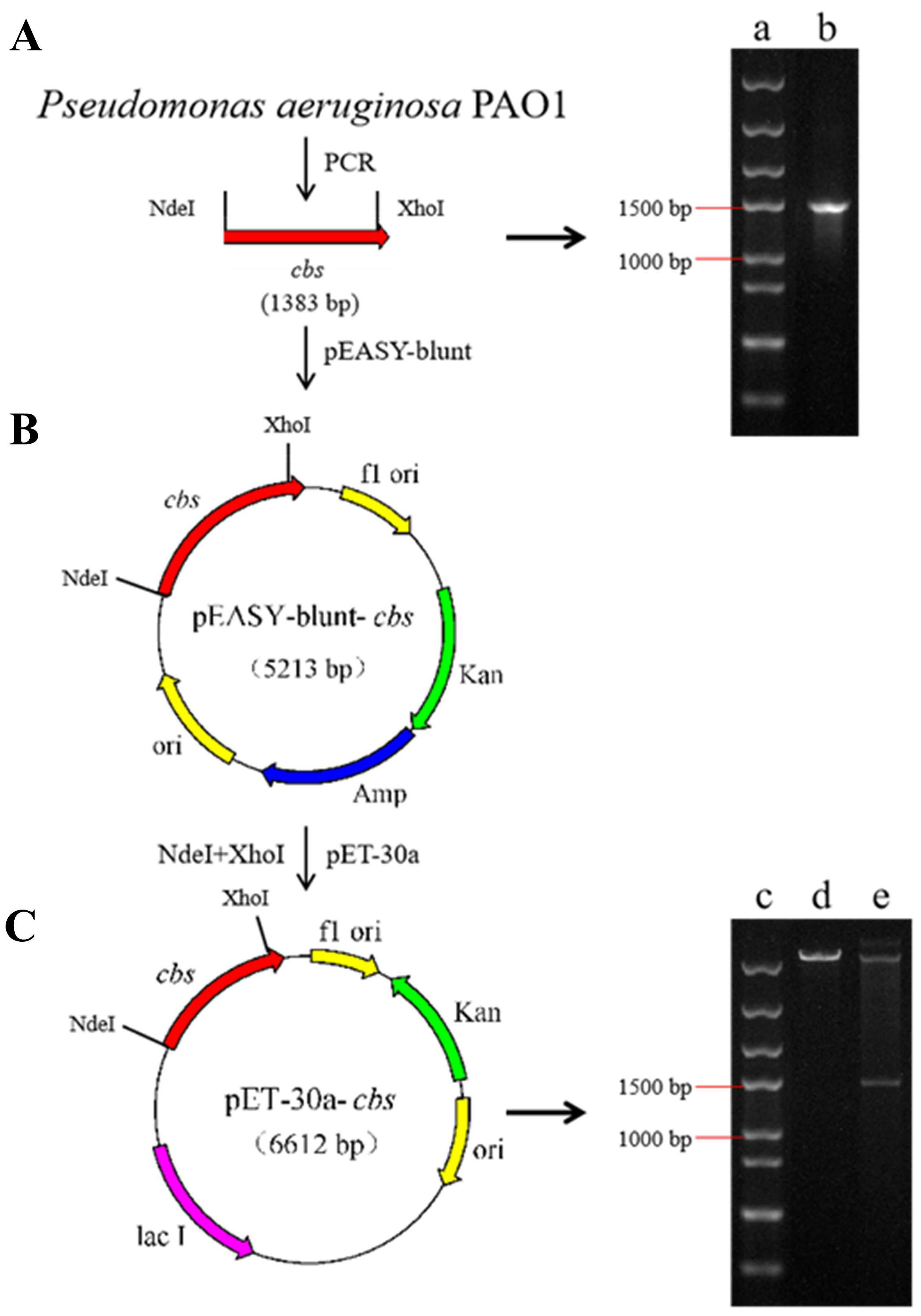 Microorganisms 13 00559 g001