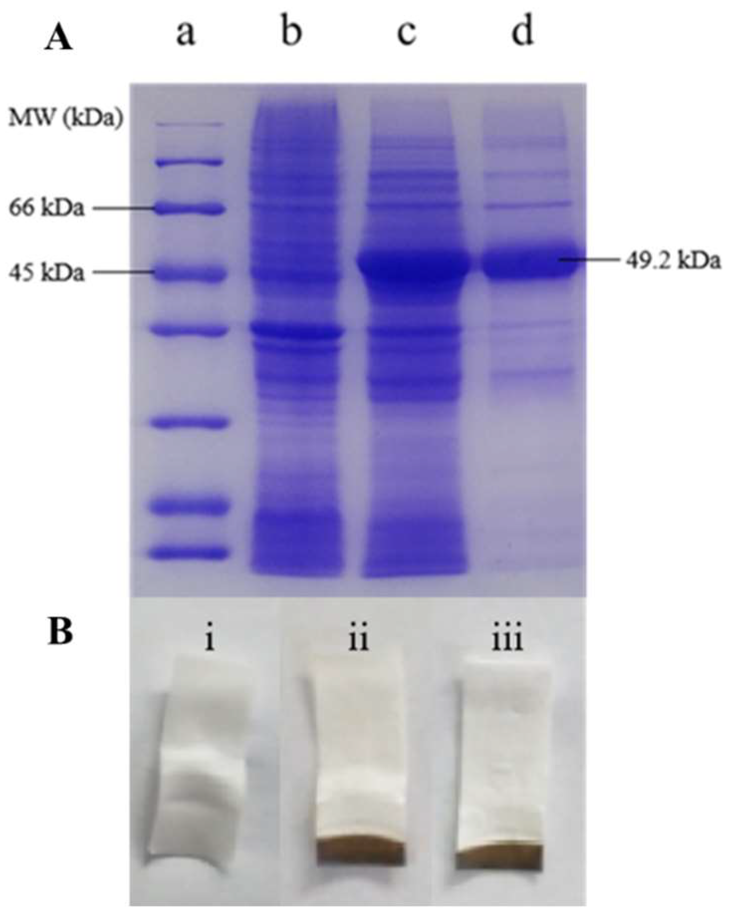 Microorganisms 13 00559 g002