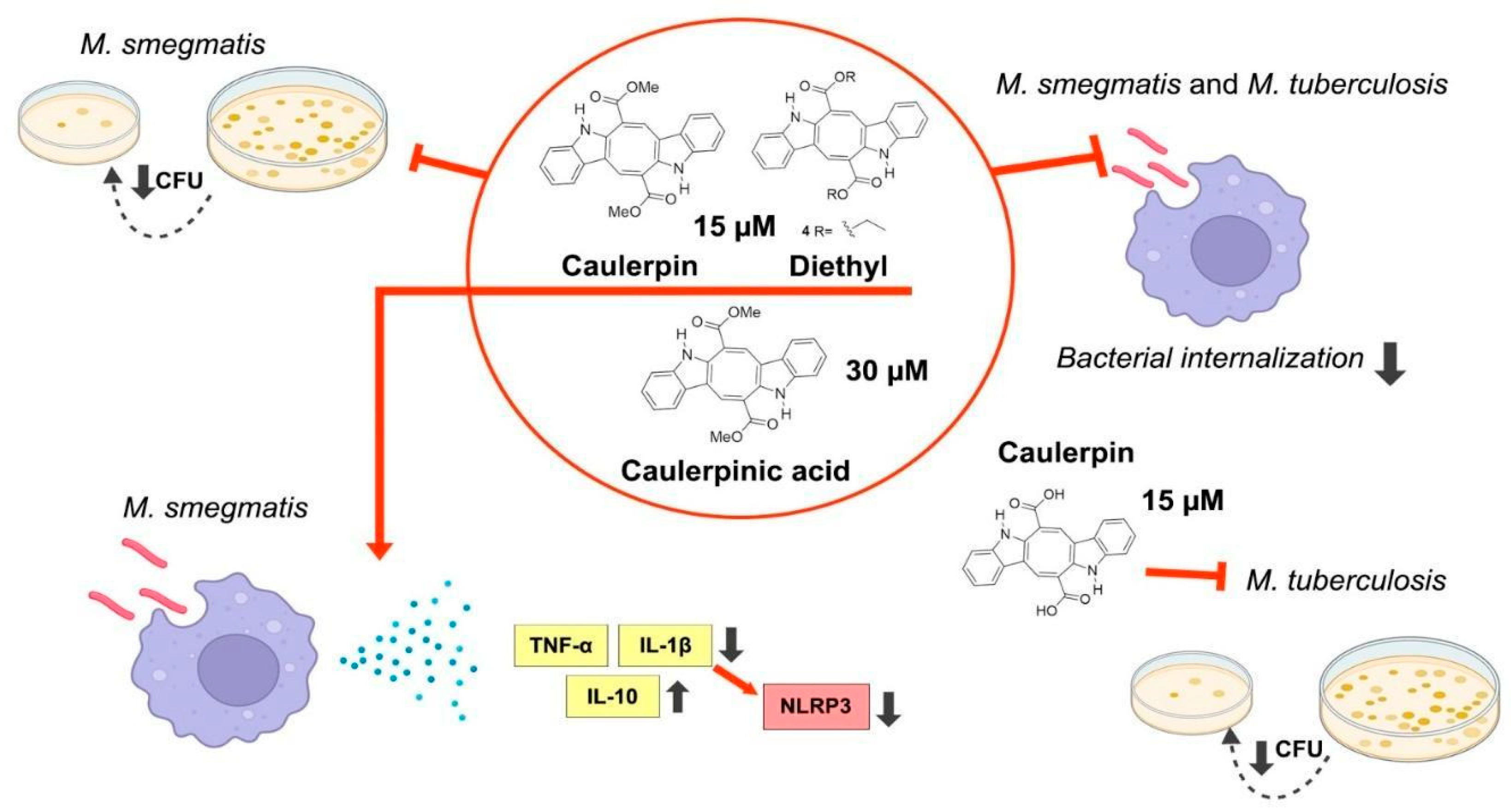 Microorganisms 13 00561 g018