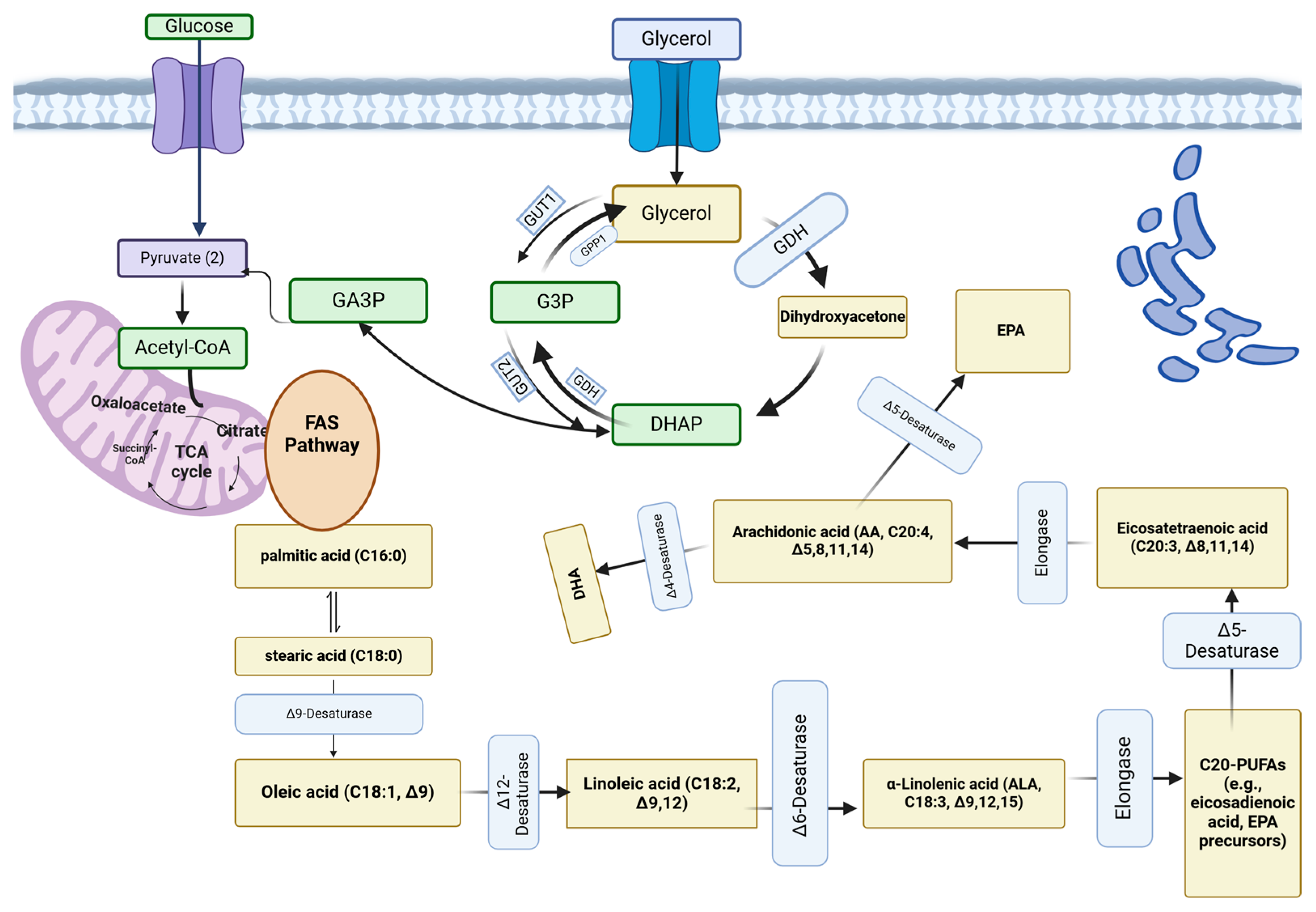Microorganisms 13 00566 g003