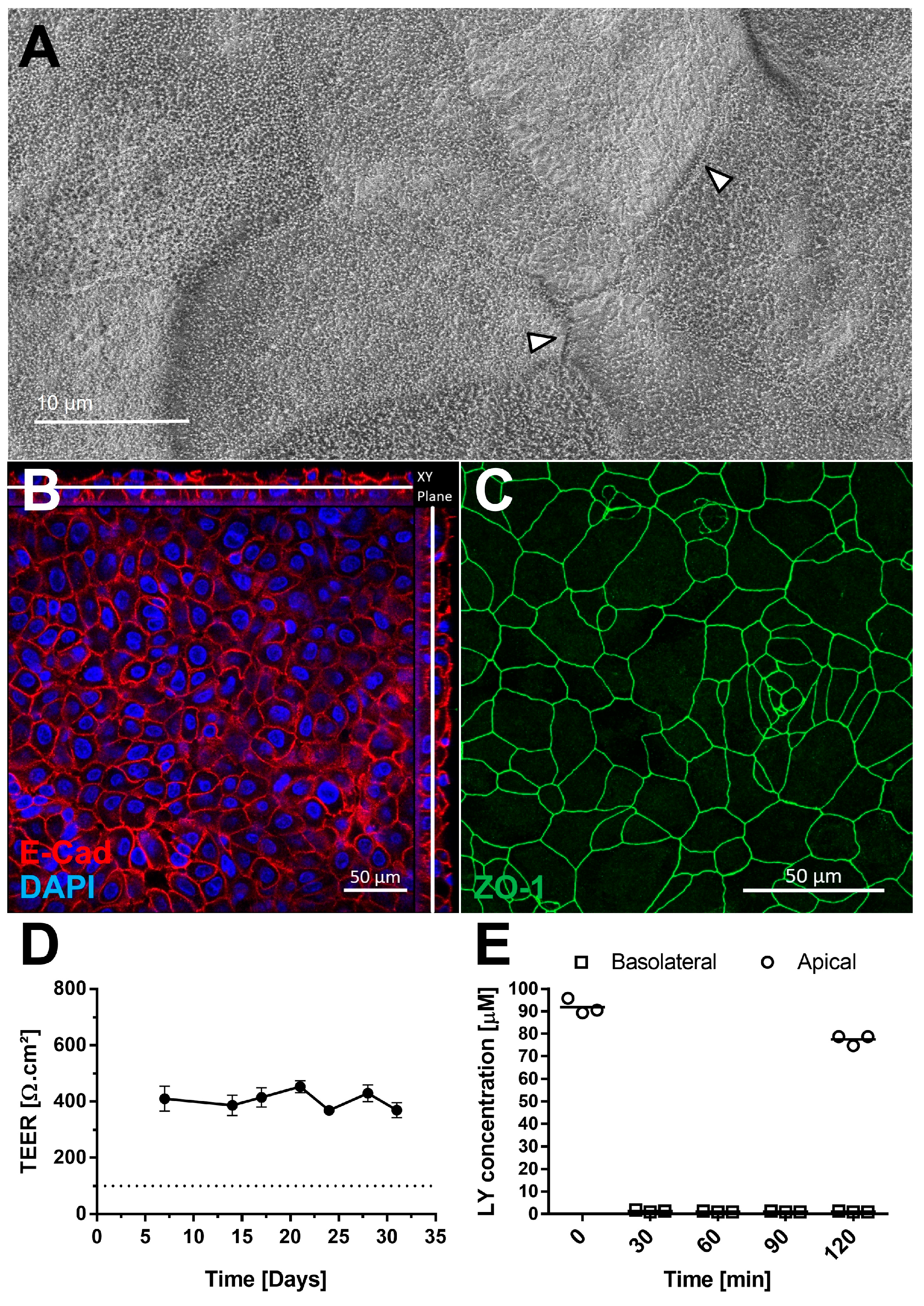 Microorganisms 13 00572 g003