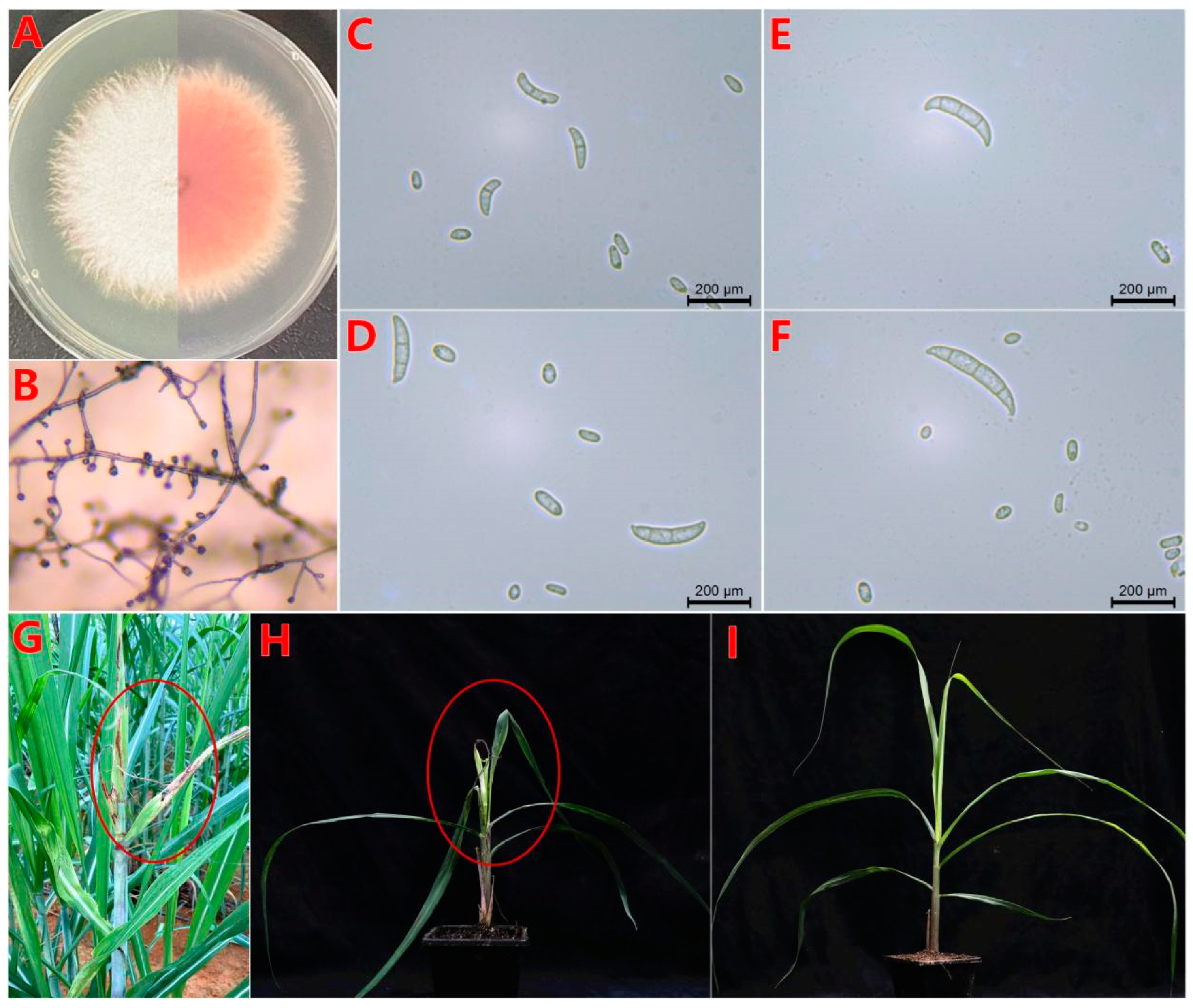 Microorganisms 13 00573 g001