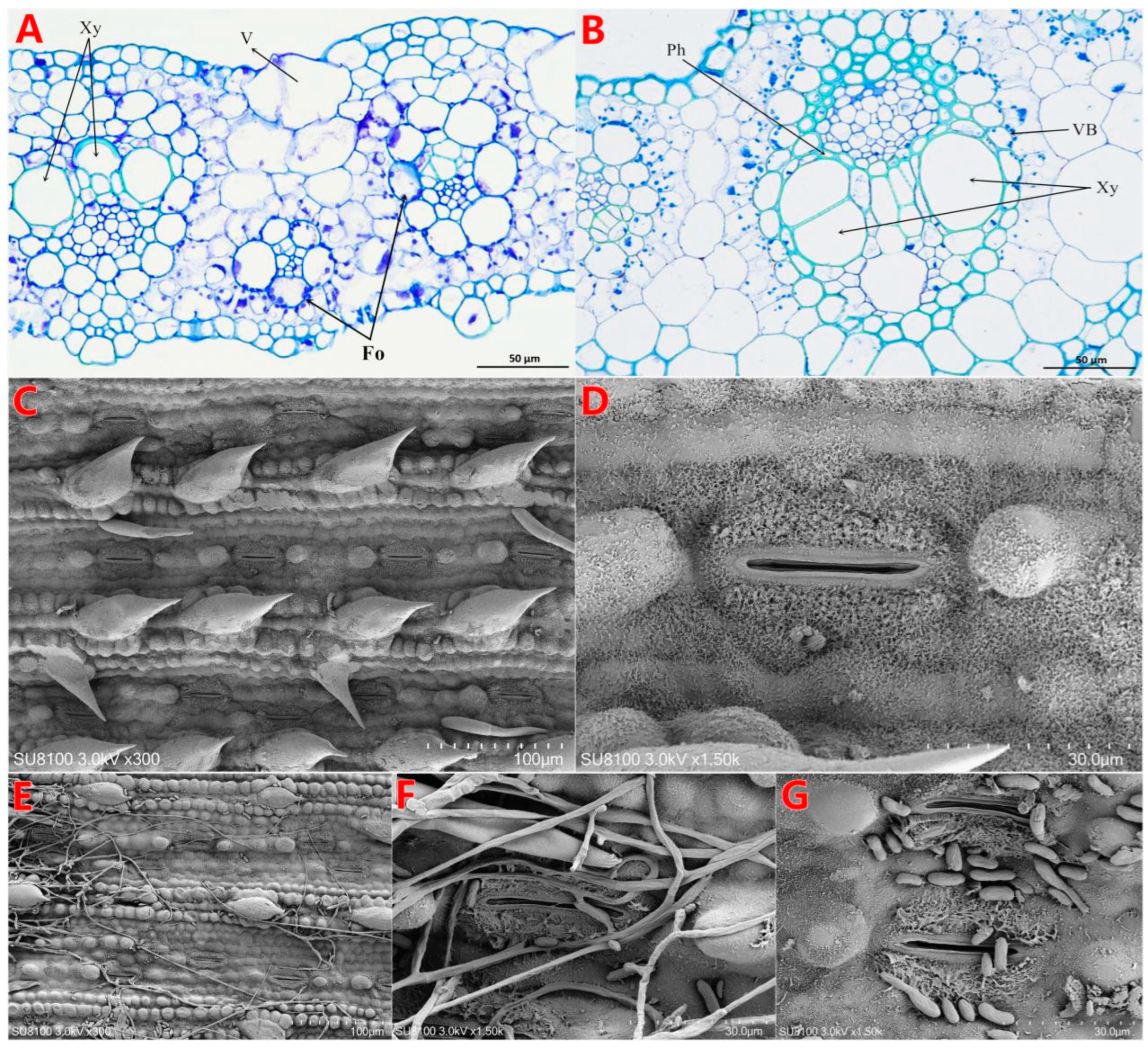 Microorganisms 13 00573 g002