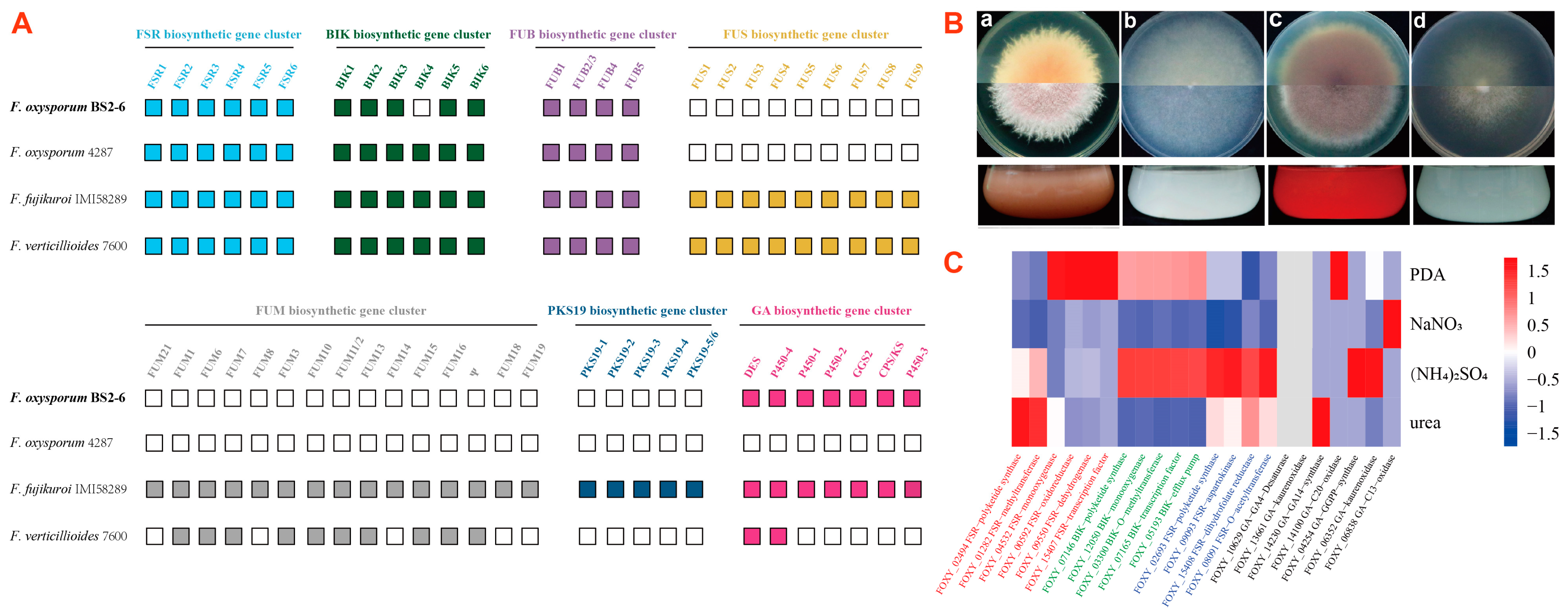 Microorganisms 13 00573 g006