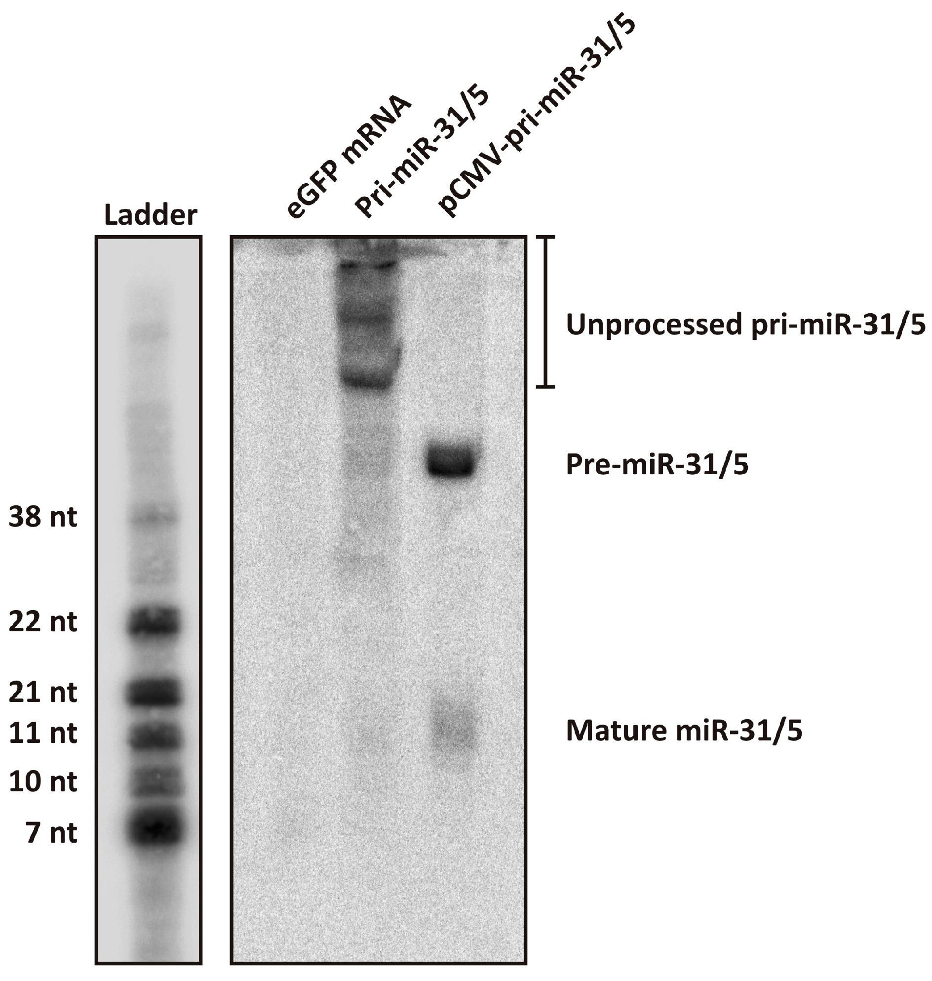 Microorganisms 13 00604 g003