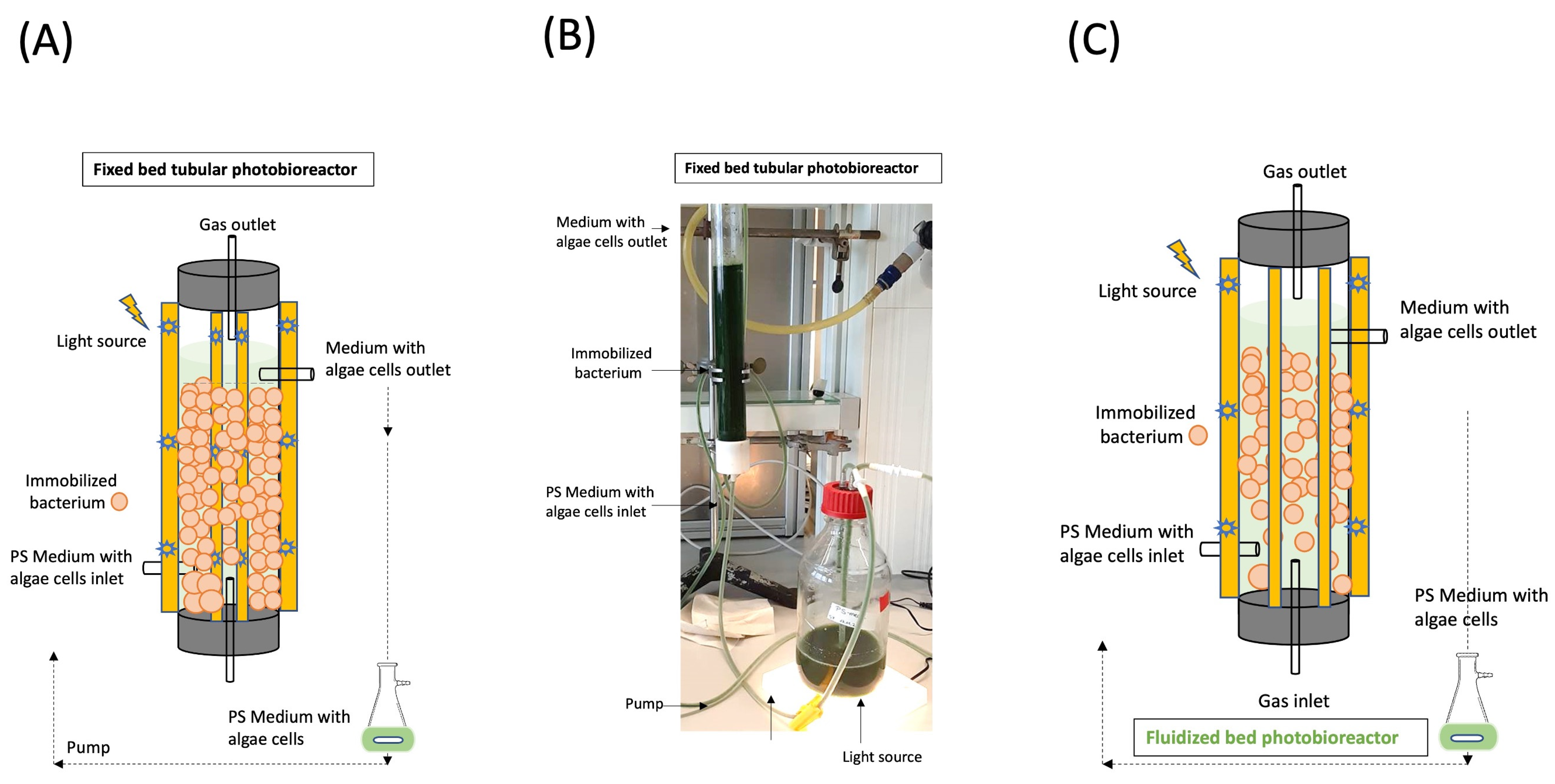 Microorganisms 13 00606 g001 Microorganisms 13 00606 g001