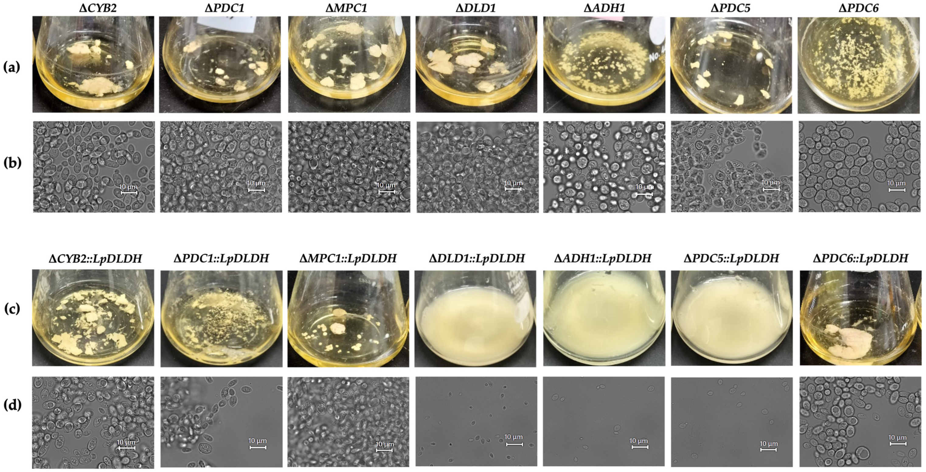 Microorganisms 13 00618 g008