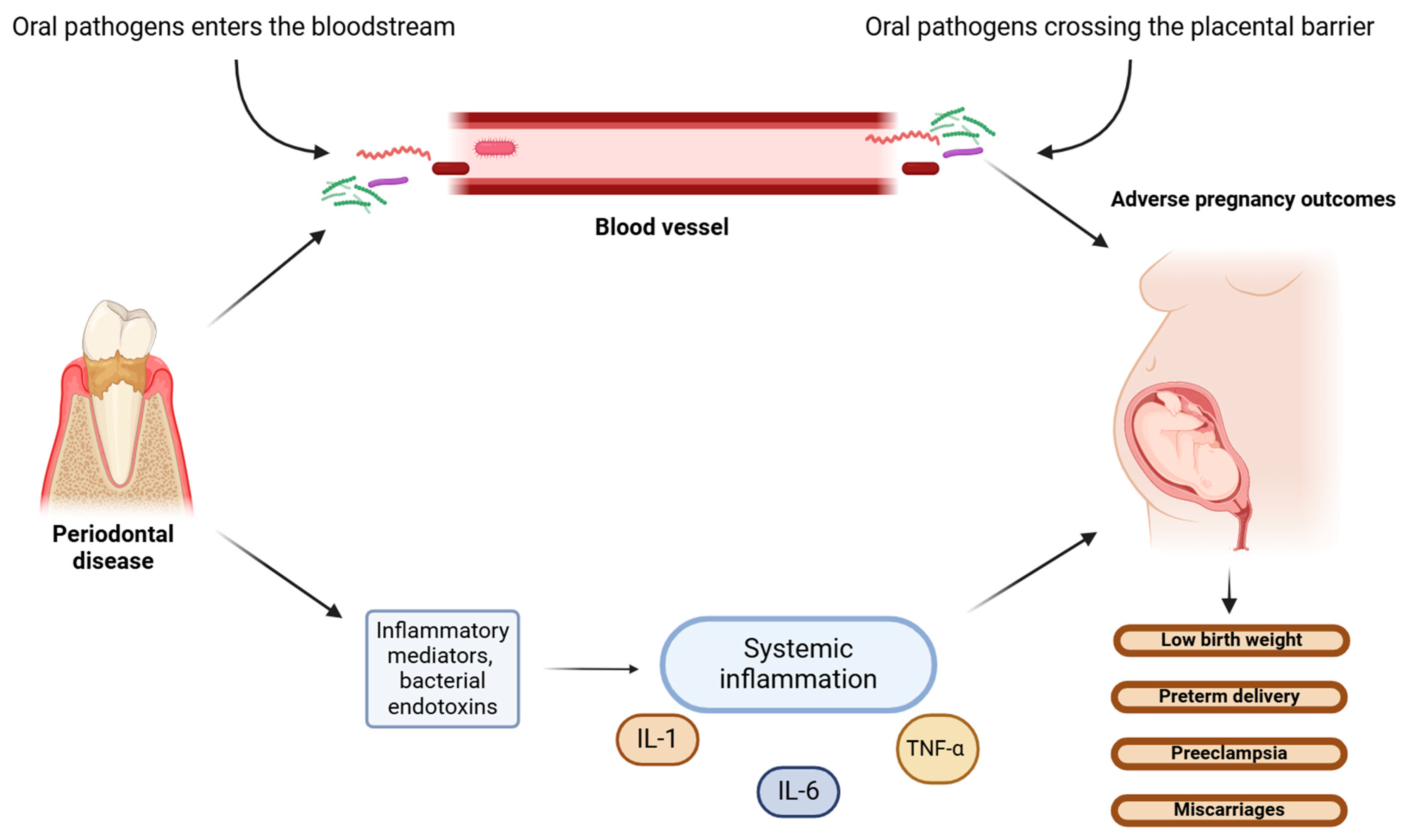 Microorganisms 13 00619 g002